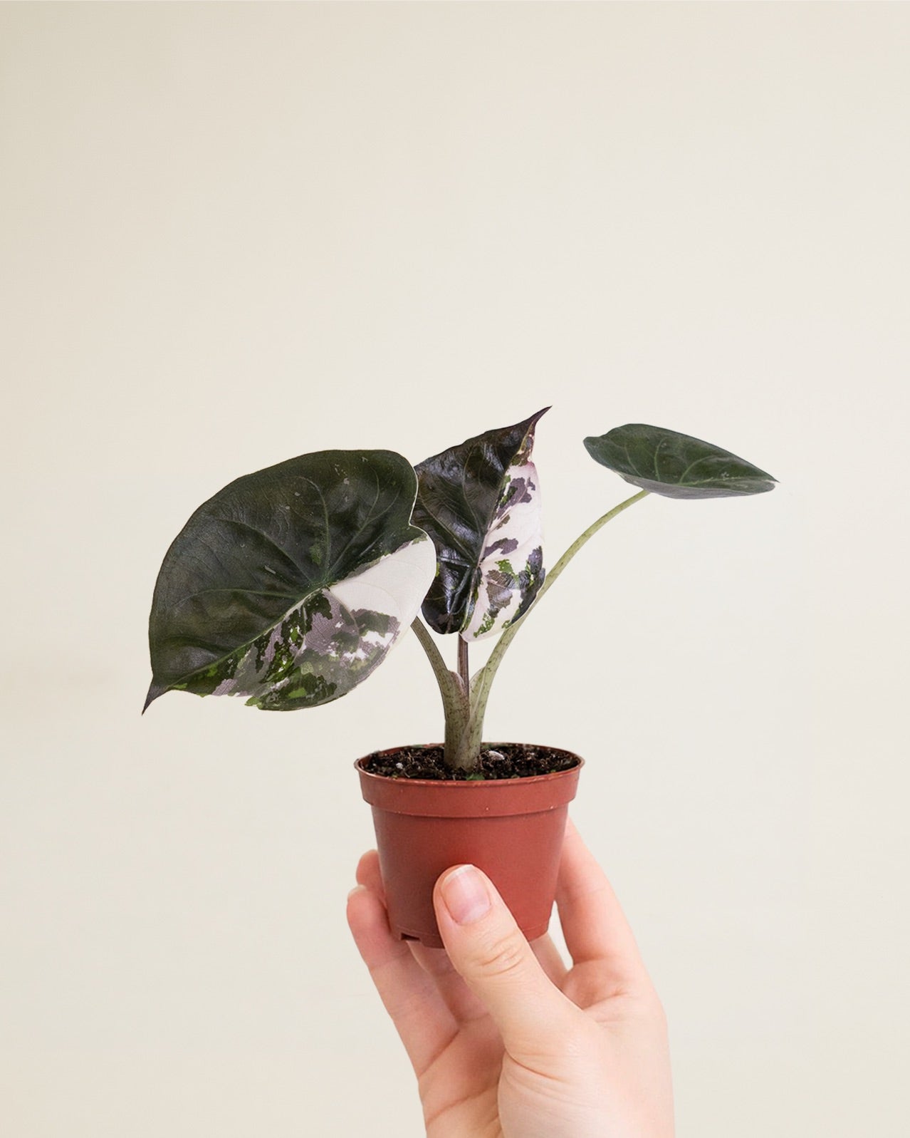Alocasia Wentii Pink Albo