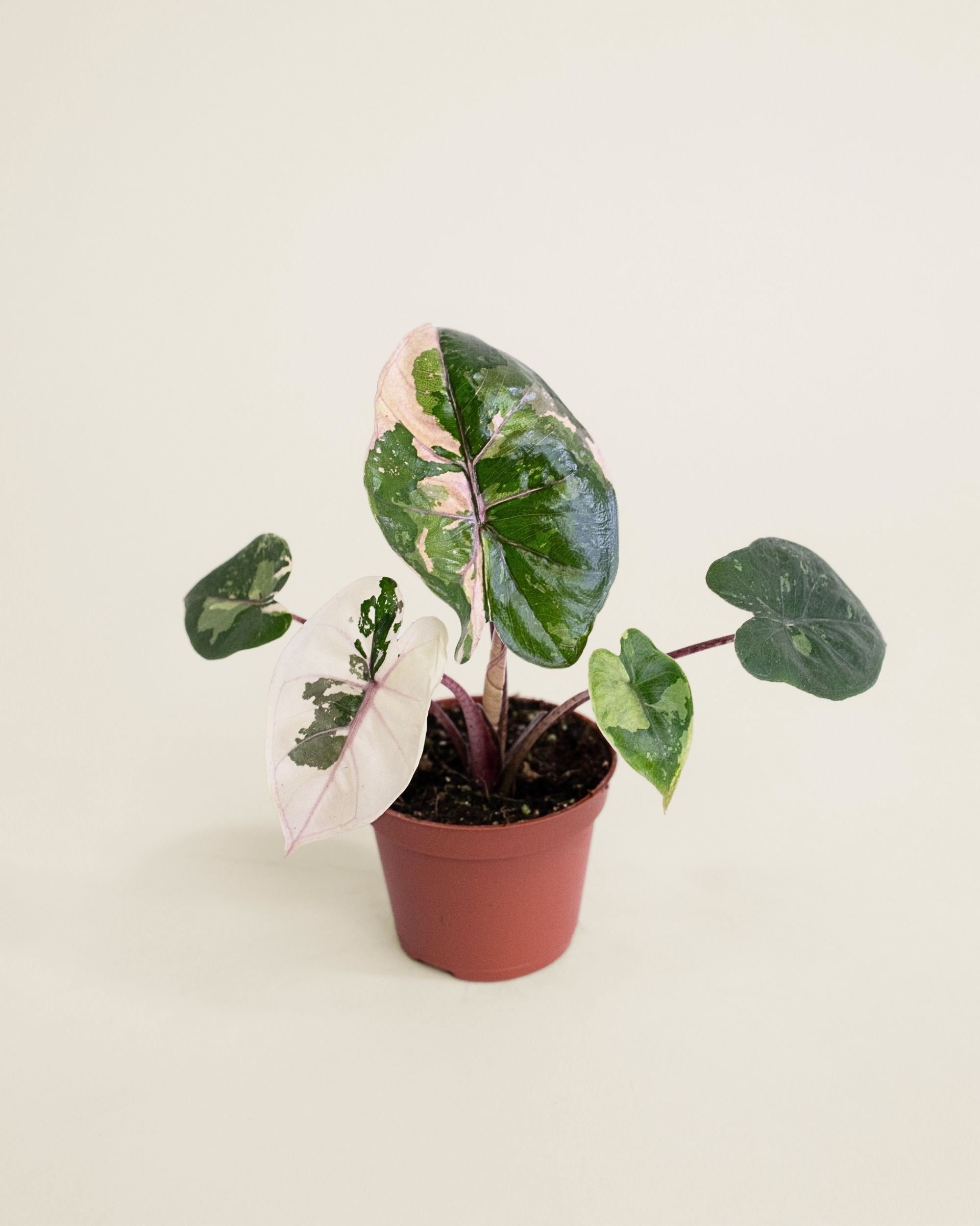 Alocasia Yucatan Princess Pink