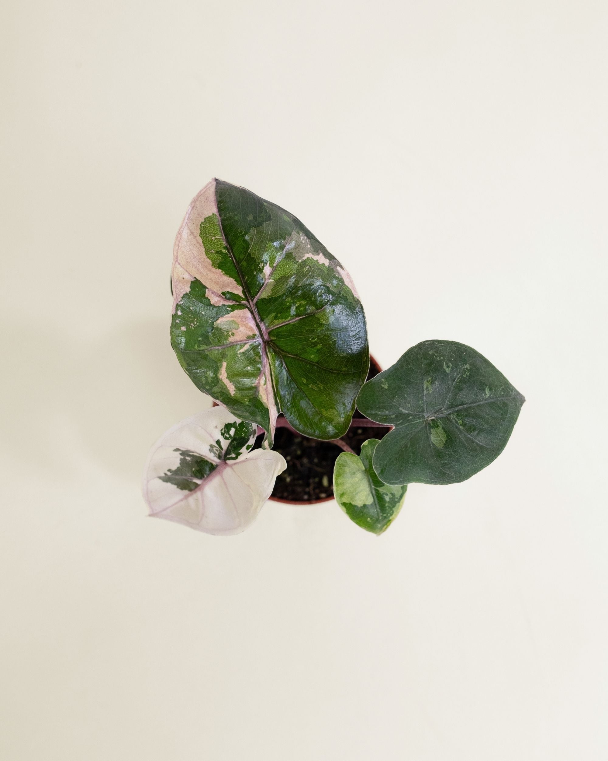 Alocasia Yucatan Princess Pink