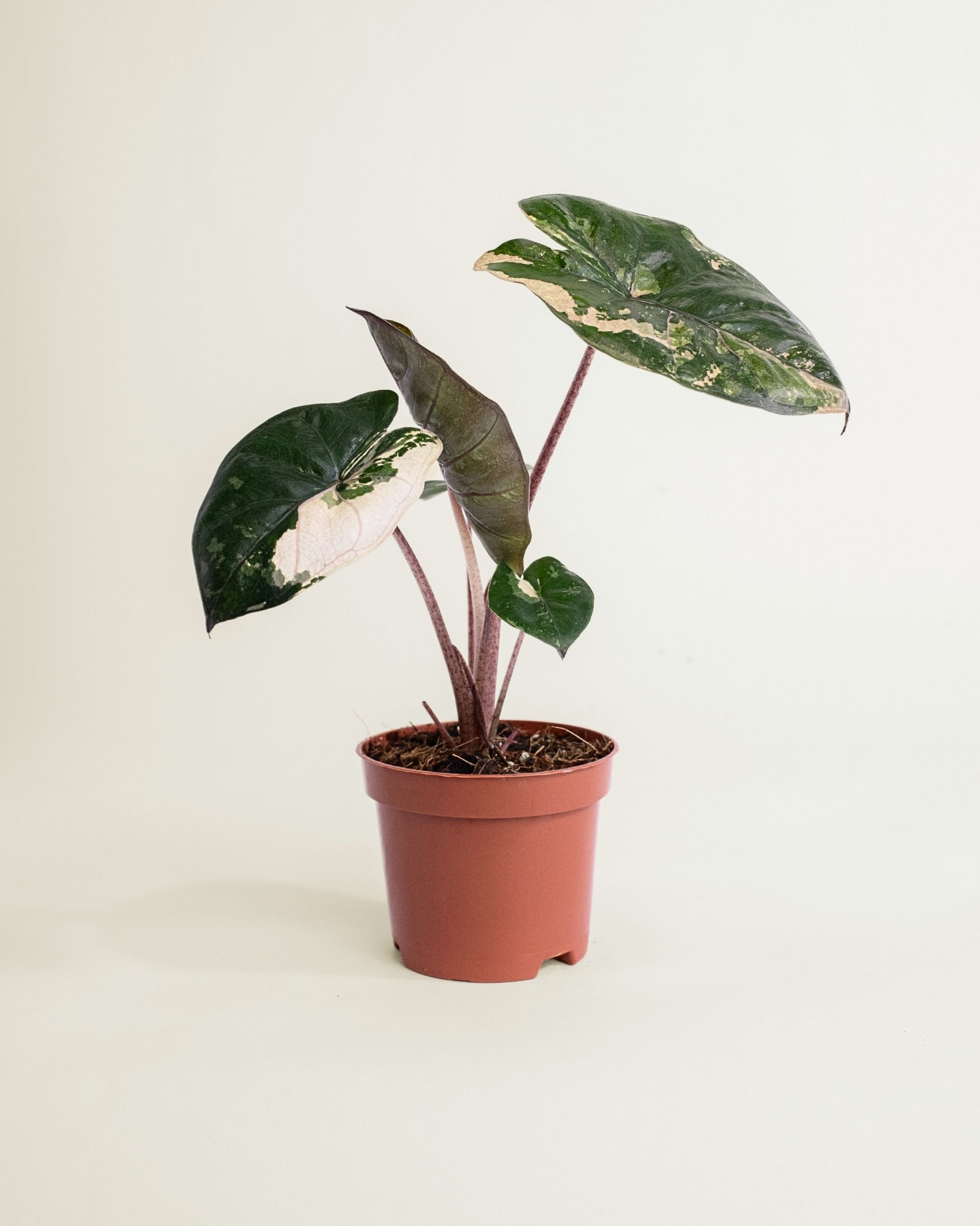 Alocasia Yucatan Princess Pink