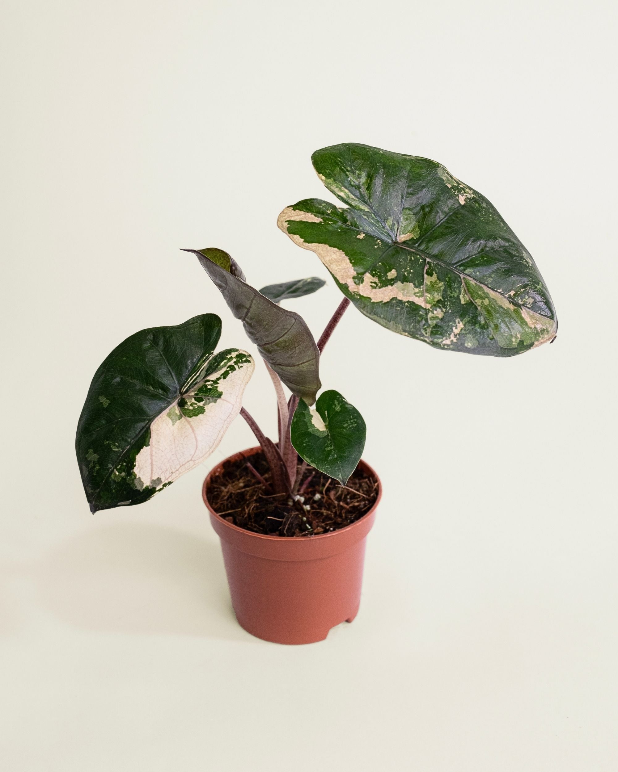 Alocasia Yucatan Princess Pink