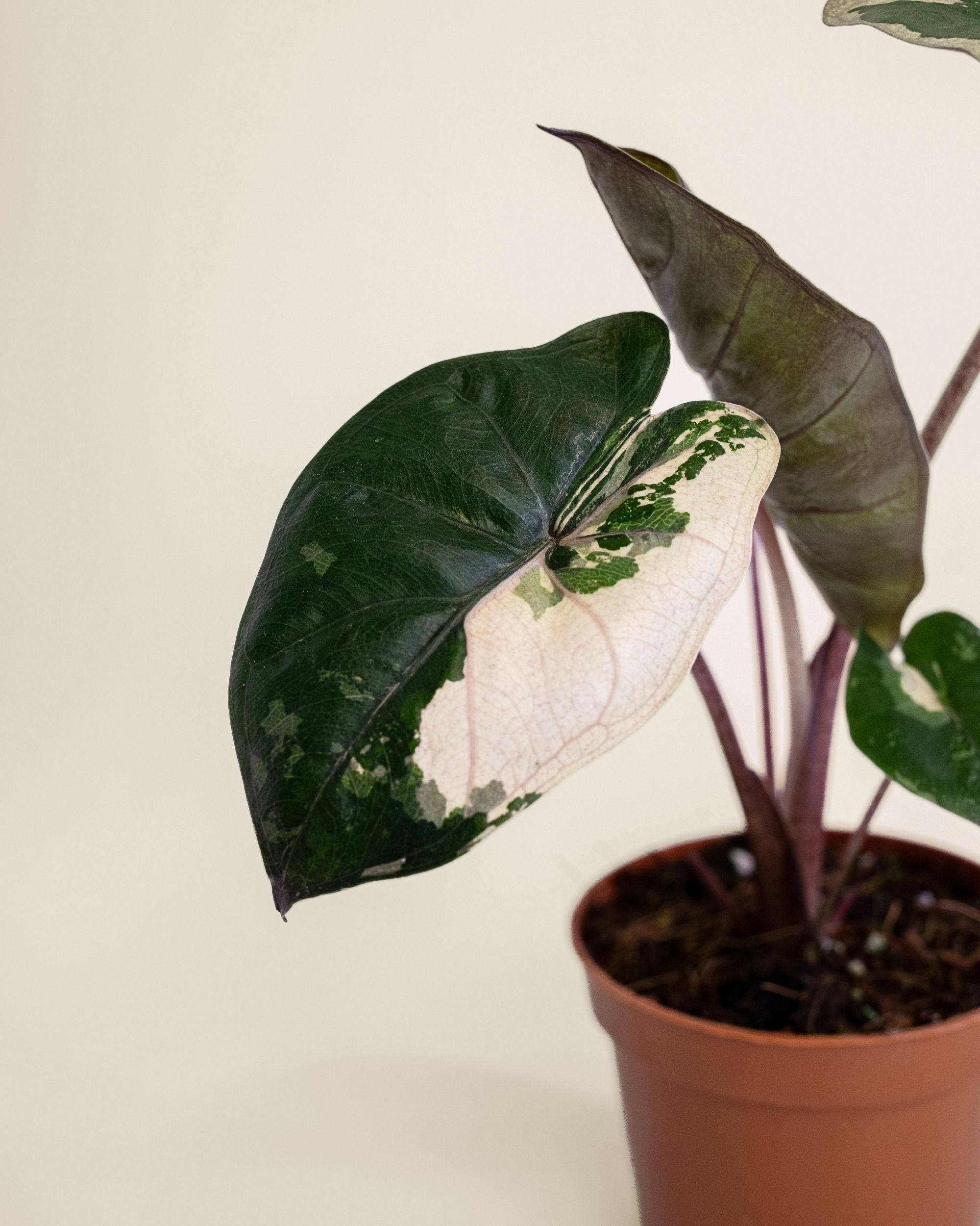 Alocasia Yucatan Princess Pink