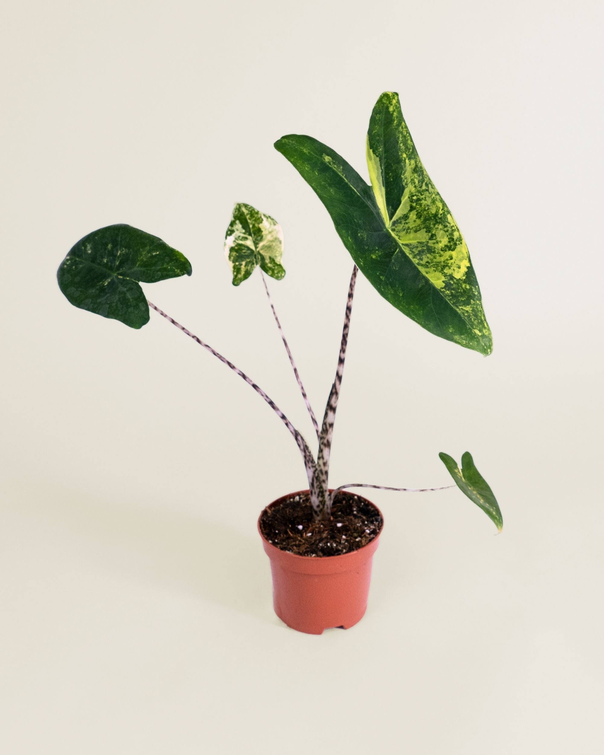 Alocasia Zebrina Aurea