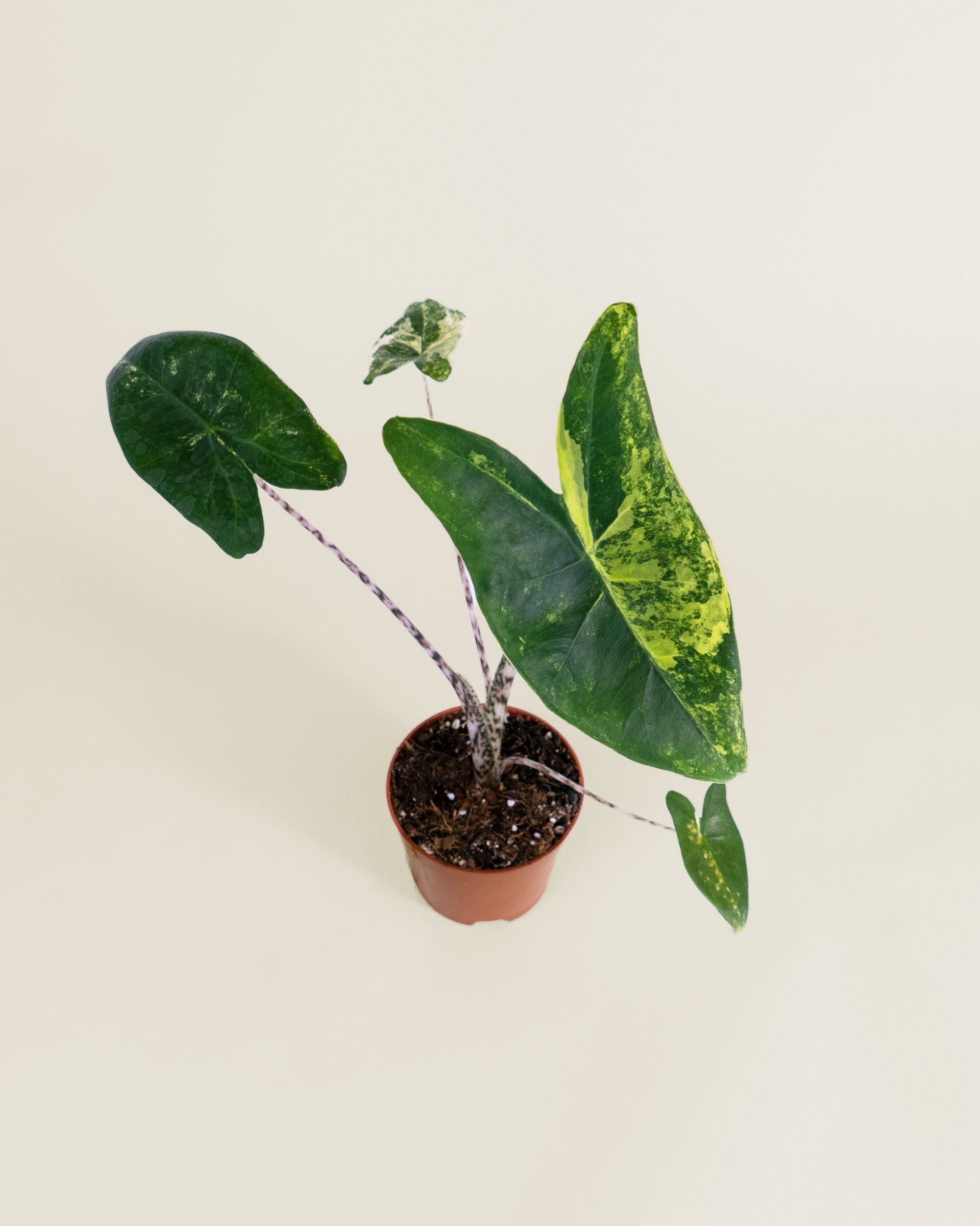 Alocasia Zebrina Aurea
