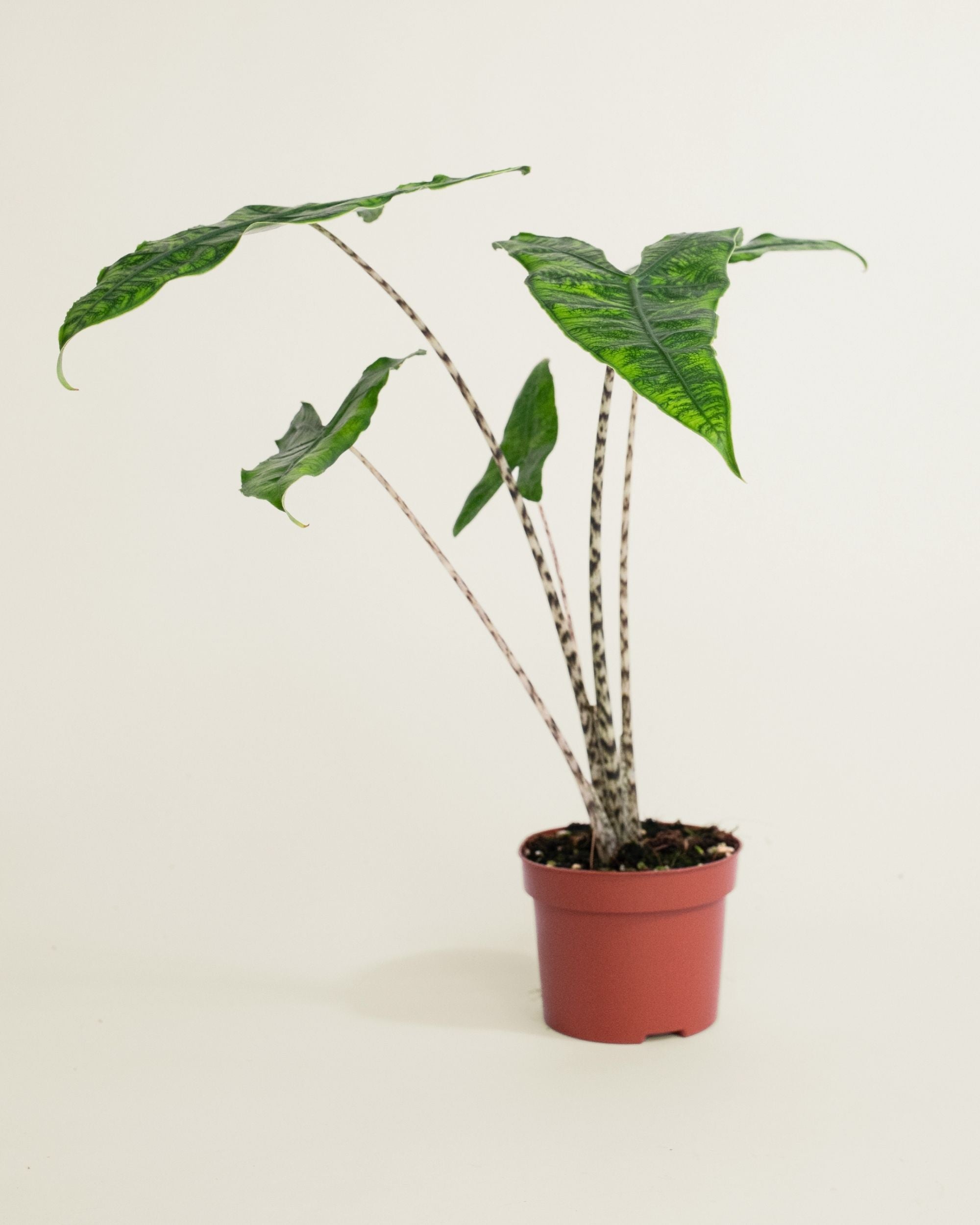 Alocasia Zebrina Reticulata