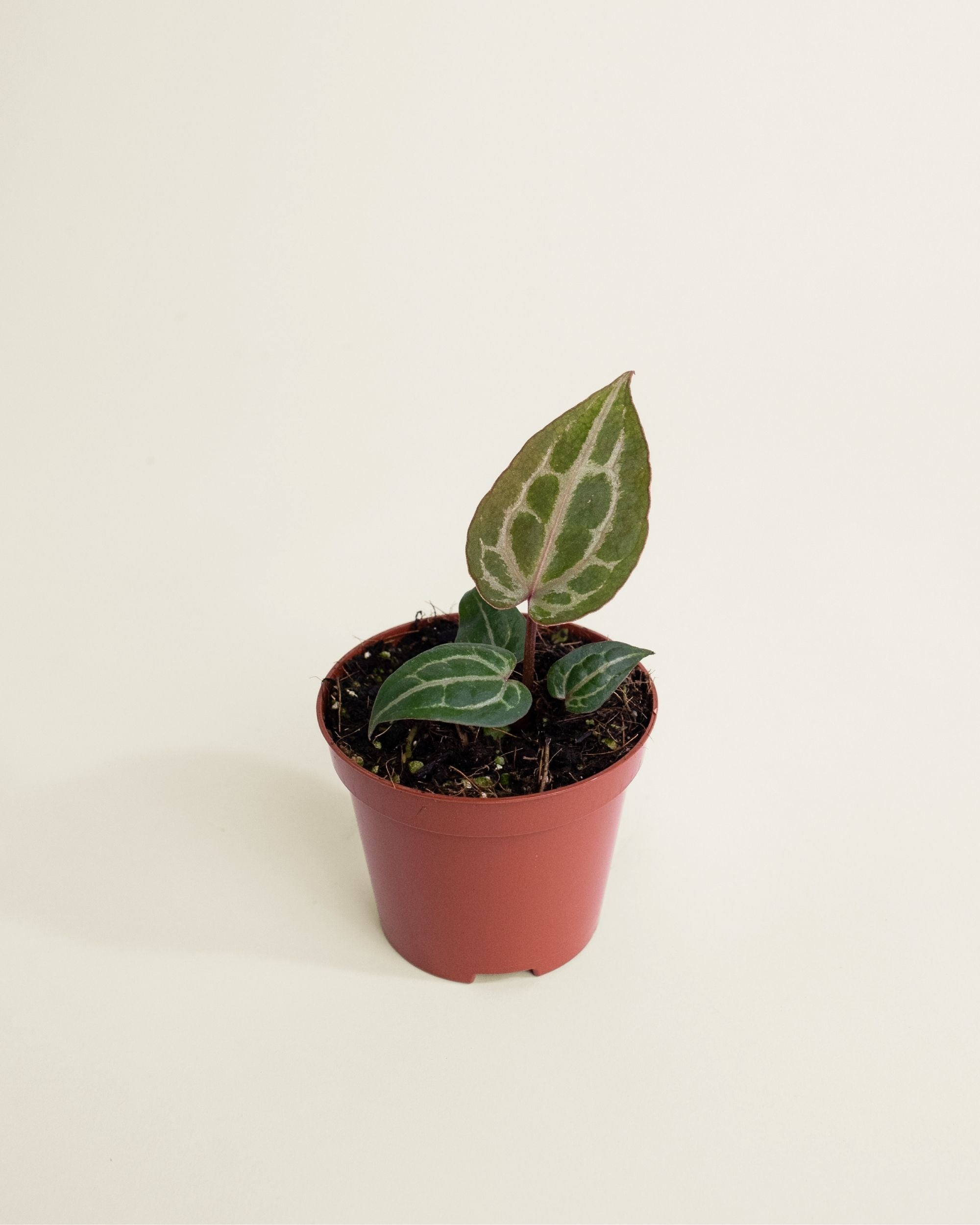 Anthurium Red Crystallinum