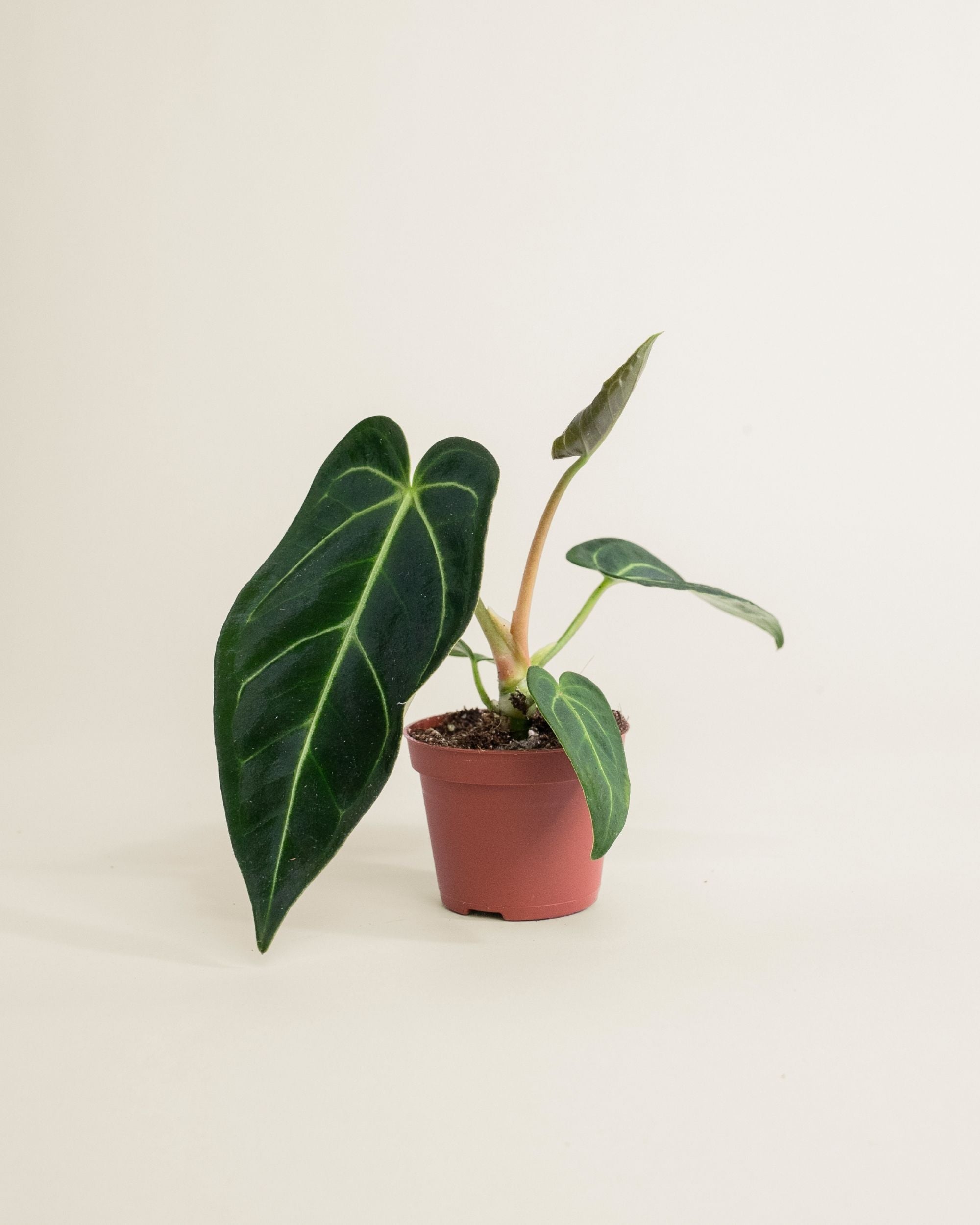 Anthurium Regale