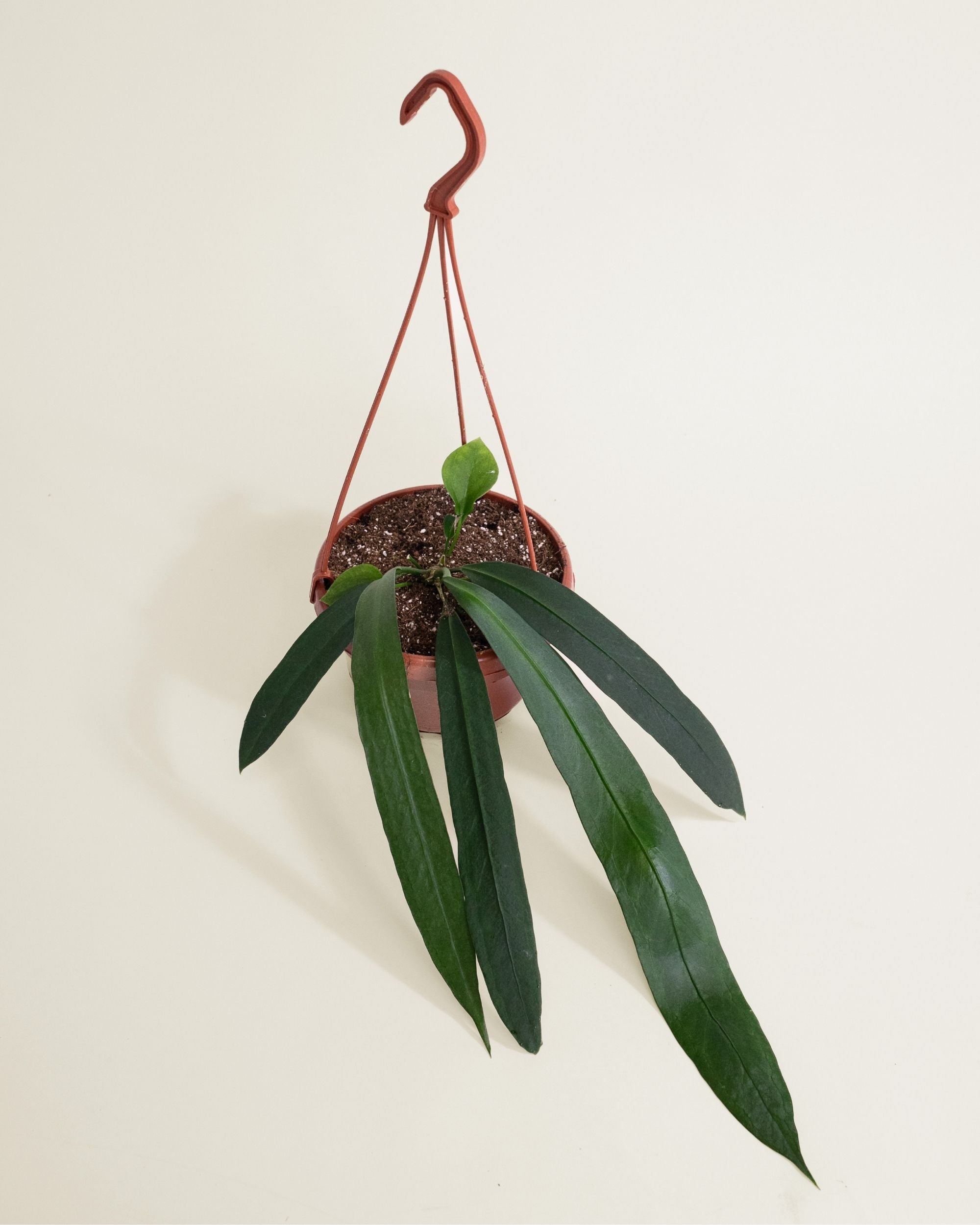 Anthurium Vittarifolium