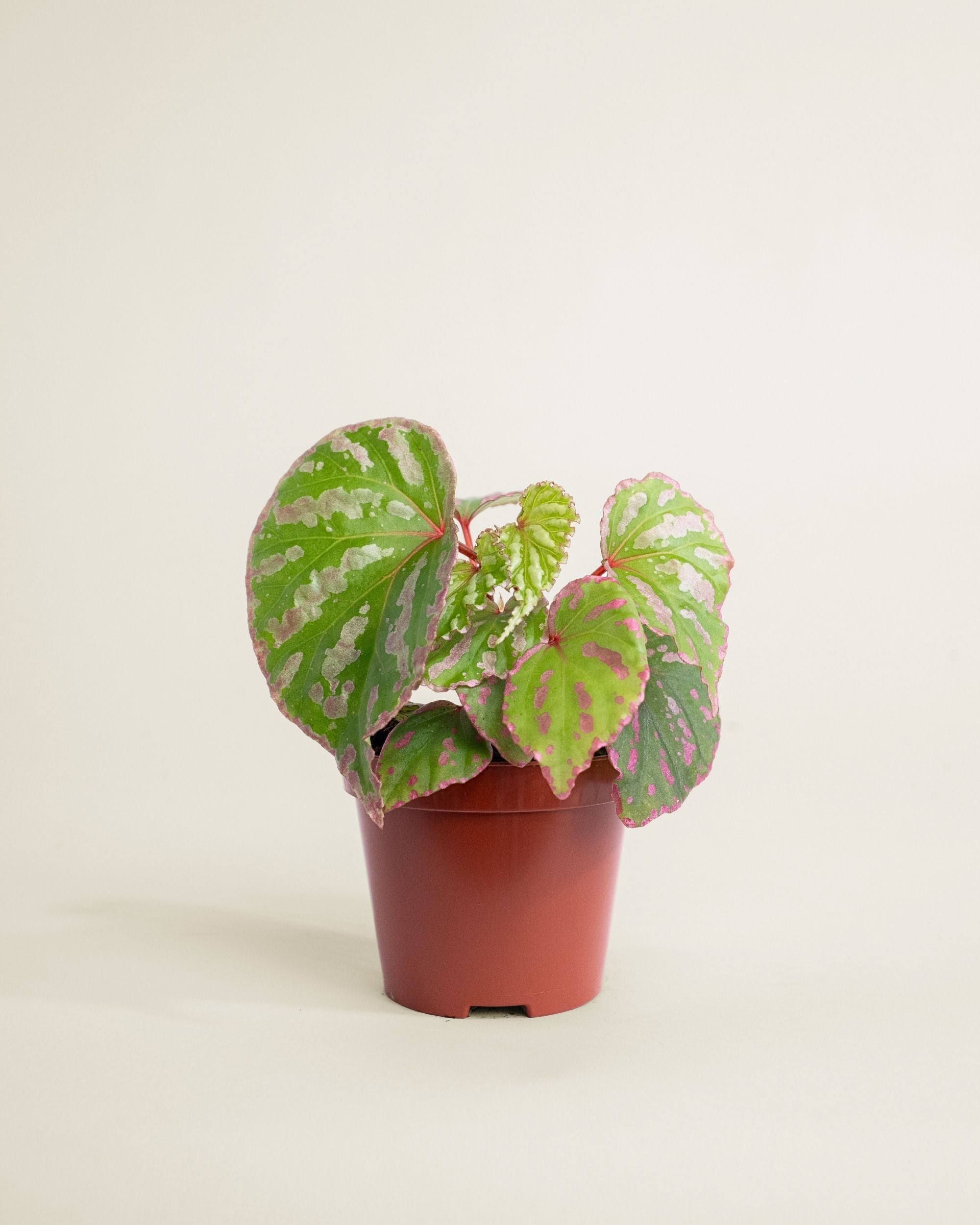 Begonia Cream Powder