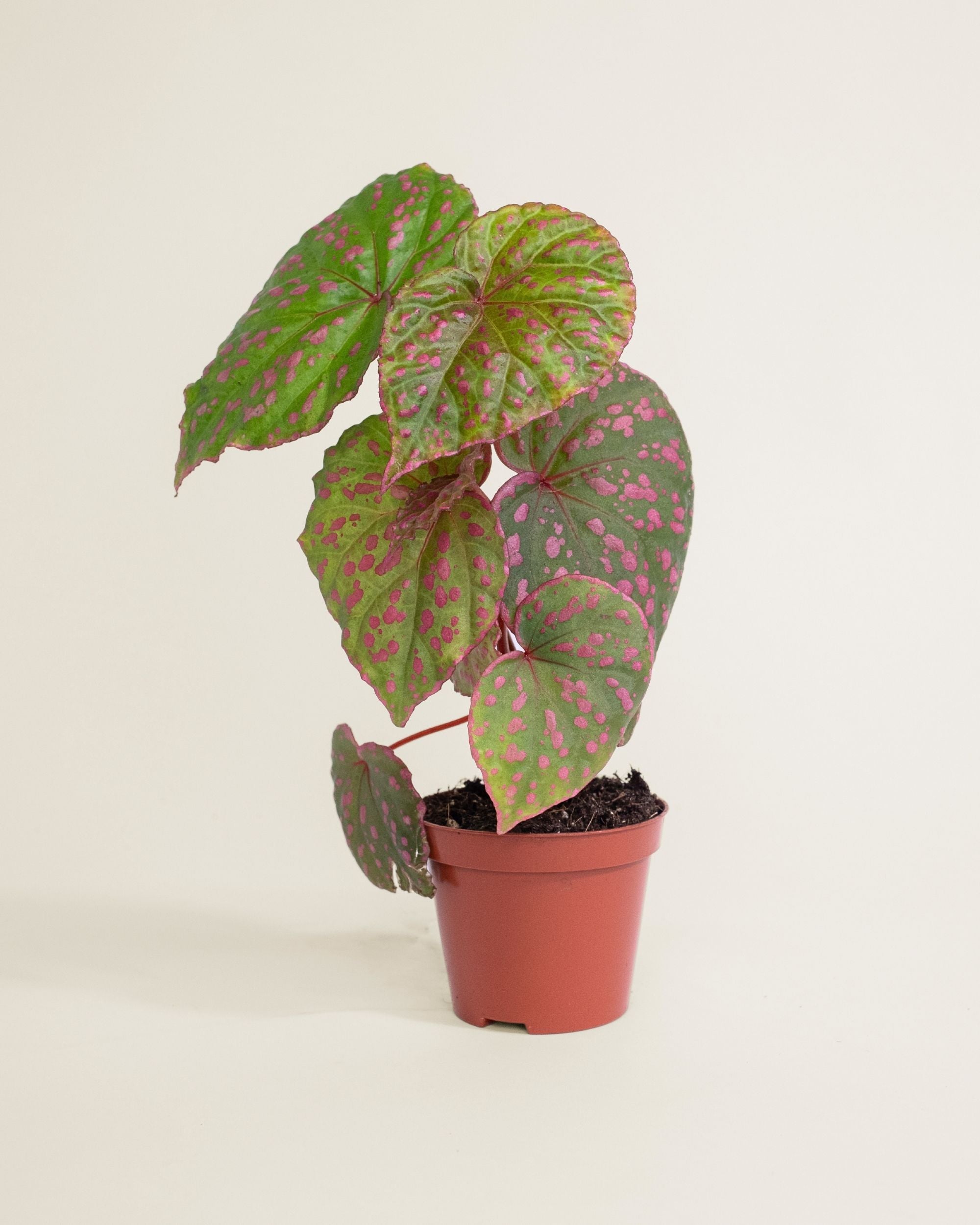 Begonia Muara Wahau