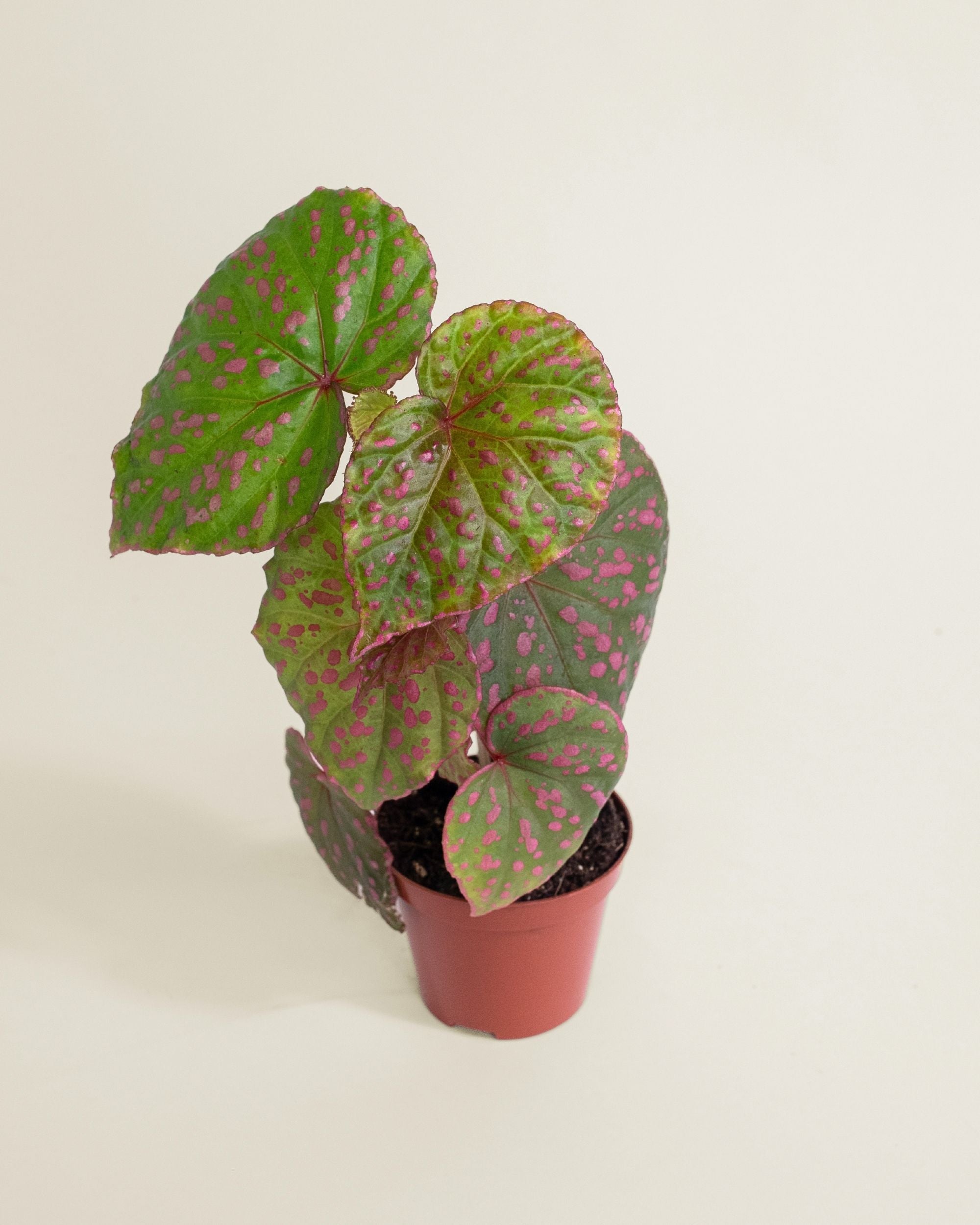 Begonia Muara Wahau