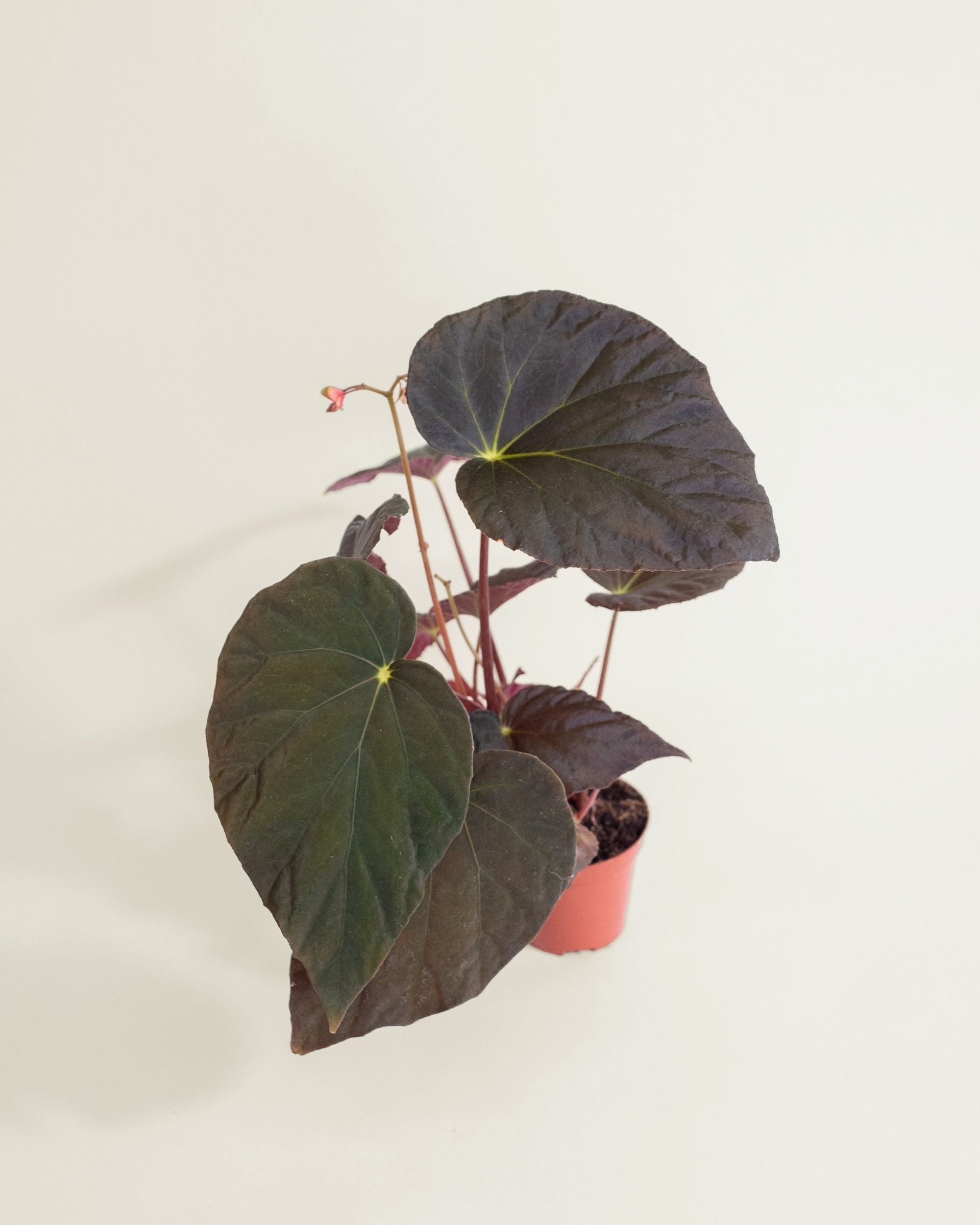 Begonia Pavonina