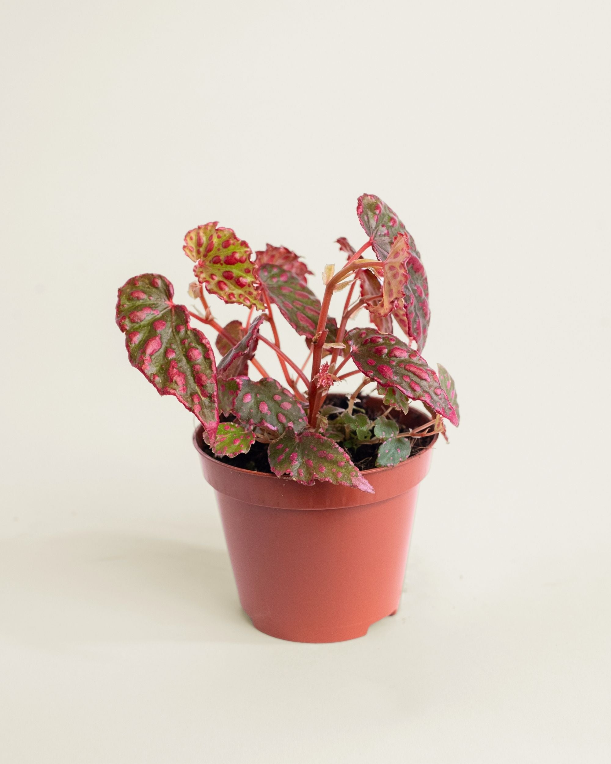 Begonia Pink Lady