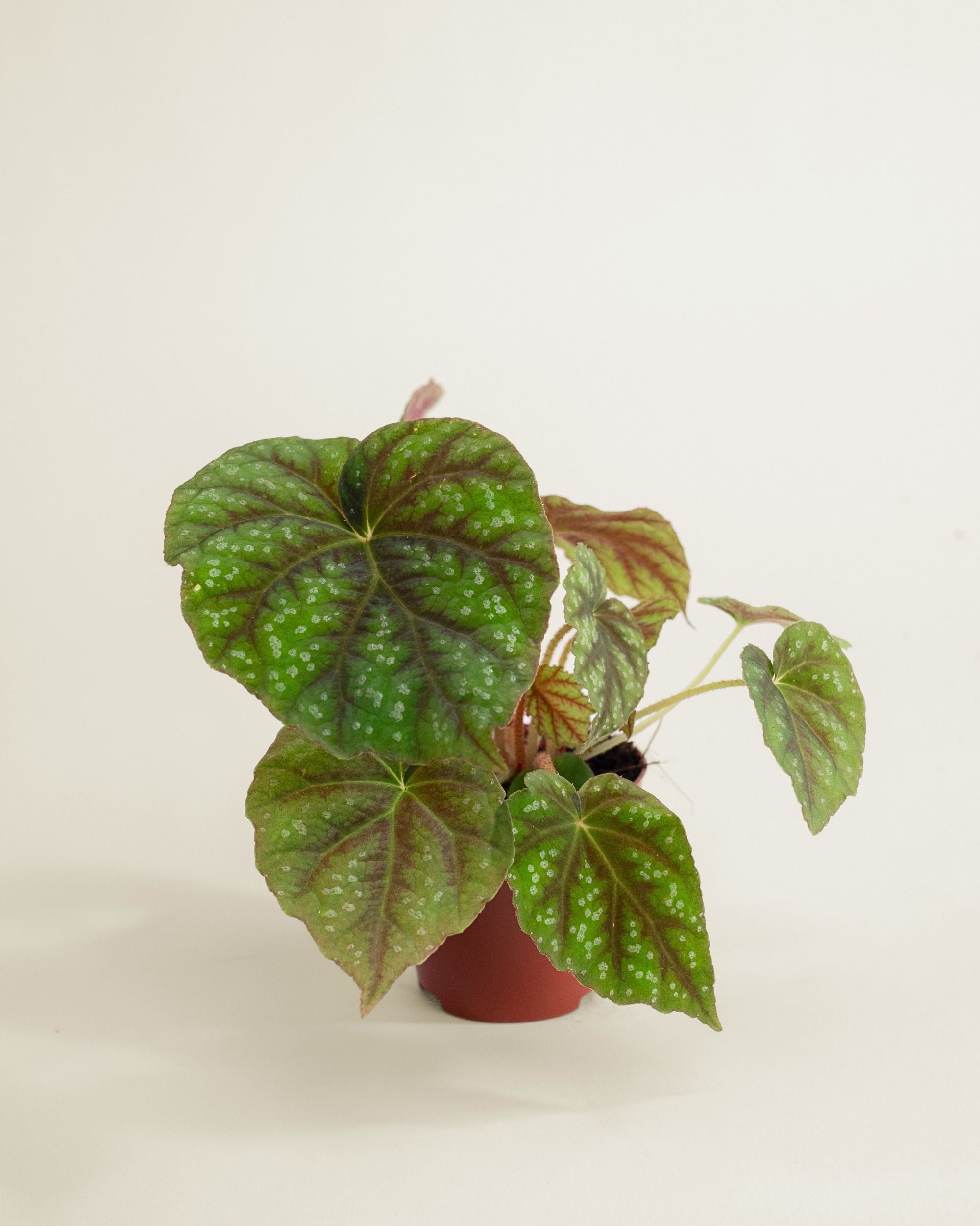 Begonia Pseudoedulis Shiwanshan