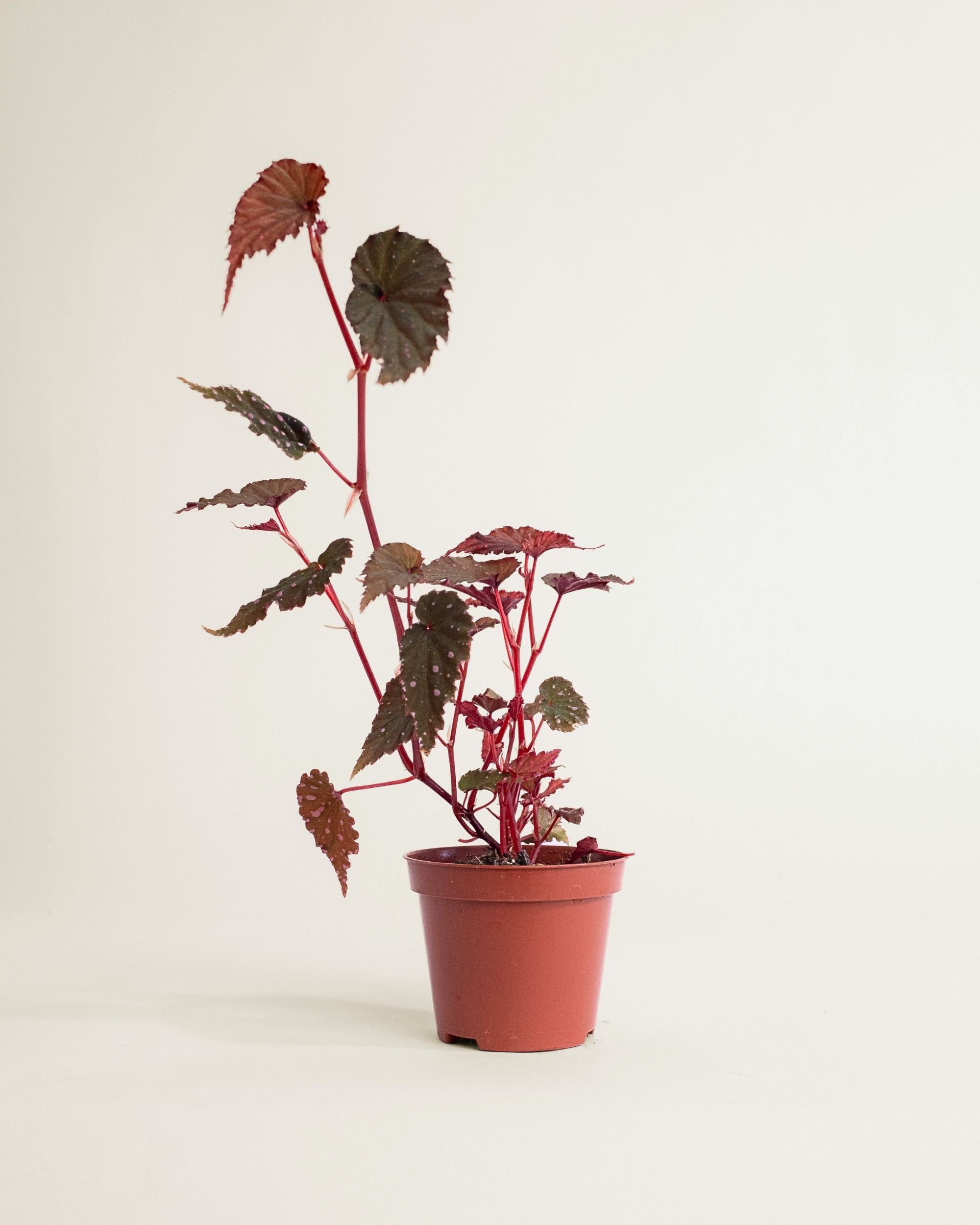 Begonia Sumatra Spotted