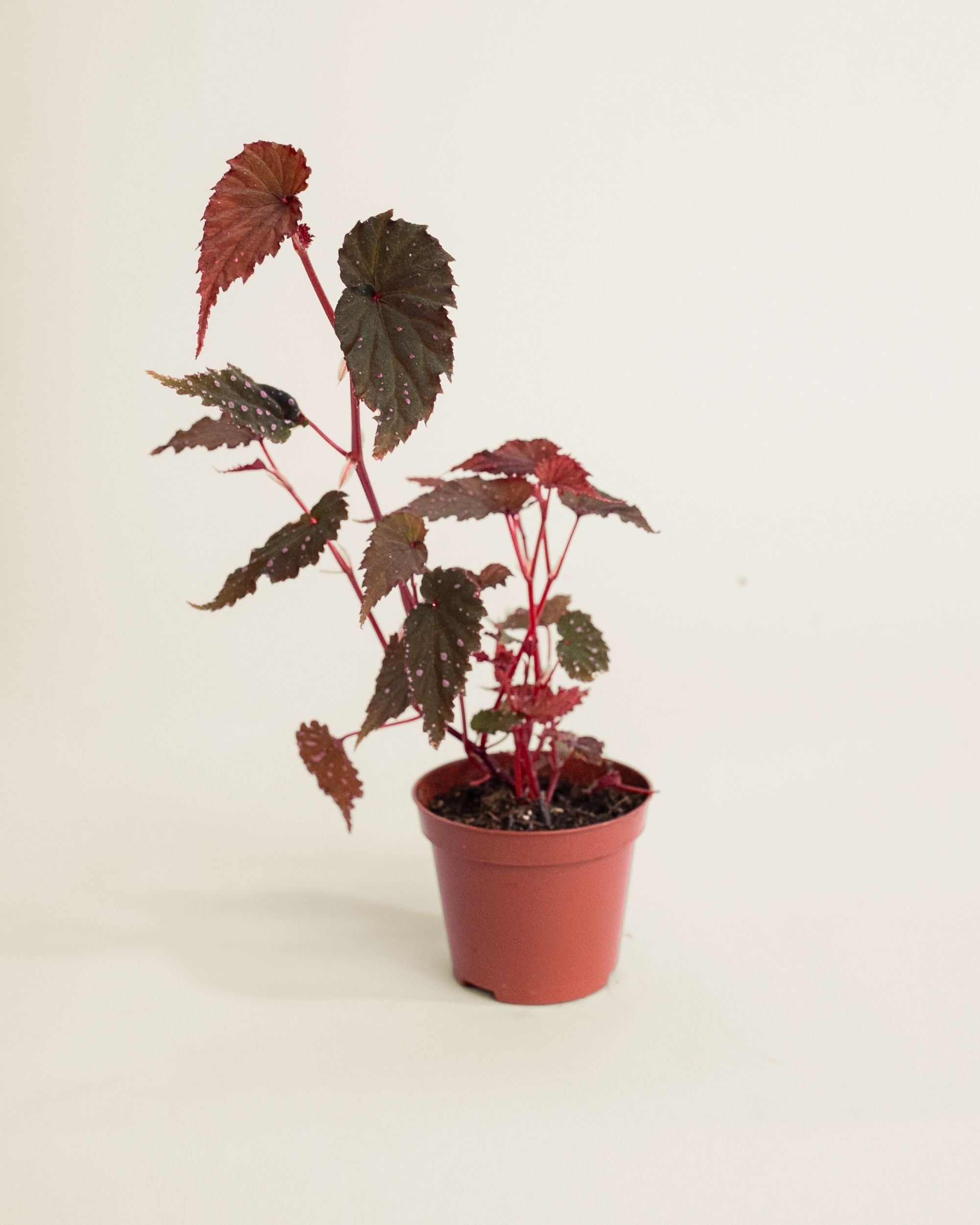 Begonia Sumatra Spotted