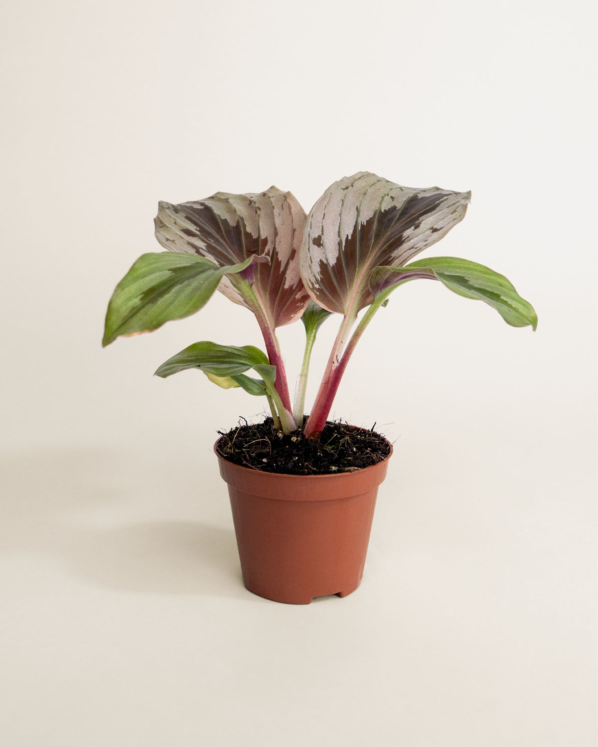 Cornukaempferia Aurantifolia Silver