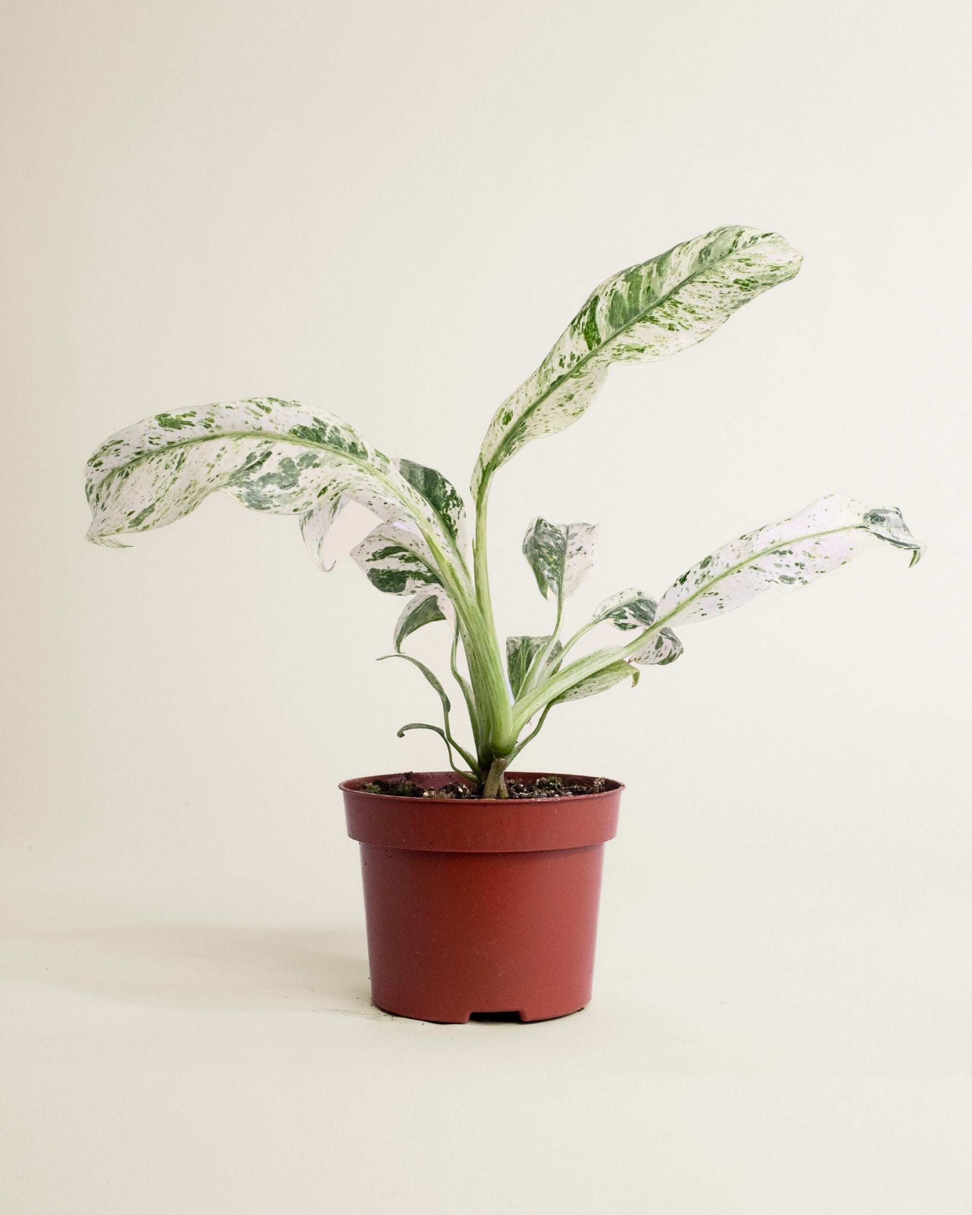 Epipremnum Giganteum Variegata