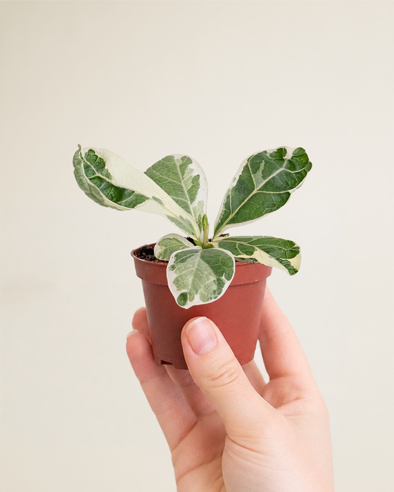 Ficus Lyrata Variegata