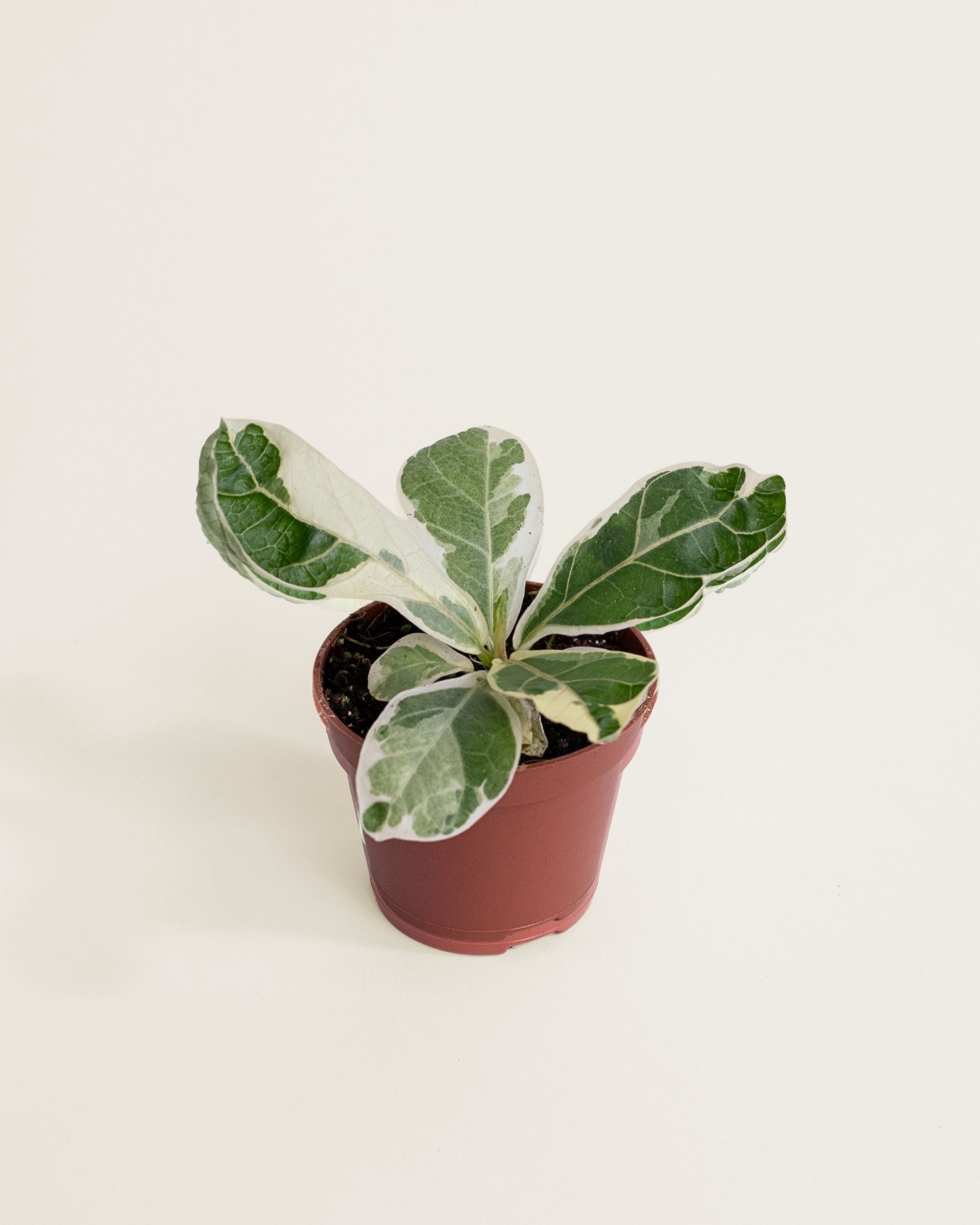 Ficus Lyrata Variegata