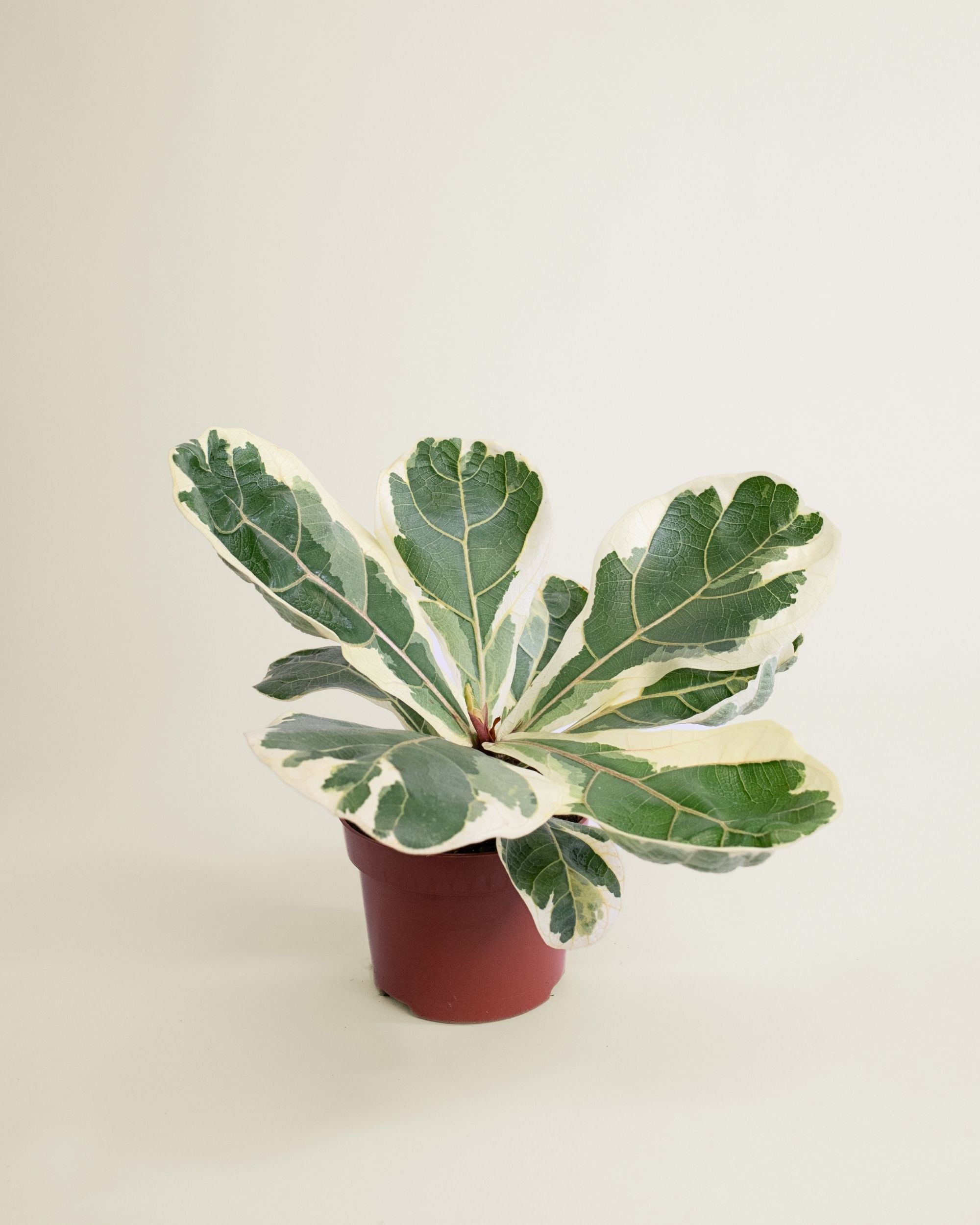 Ficus Lyrata Variegata