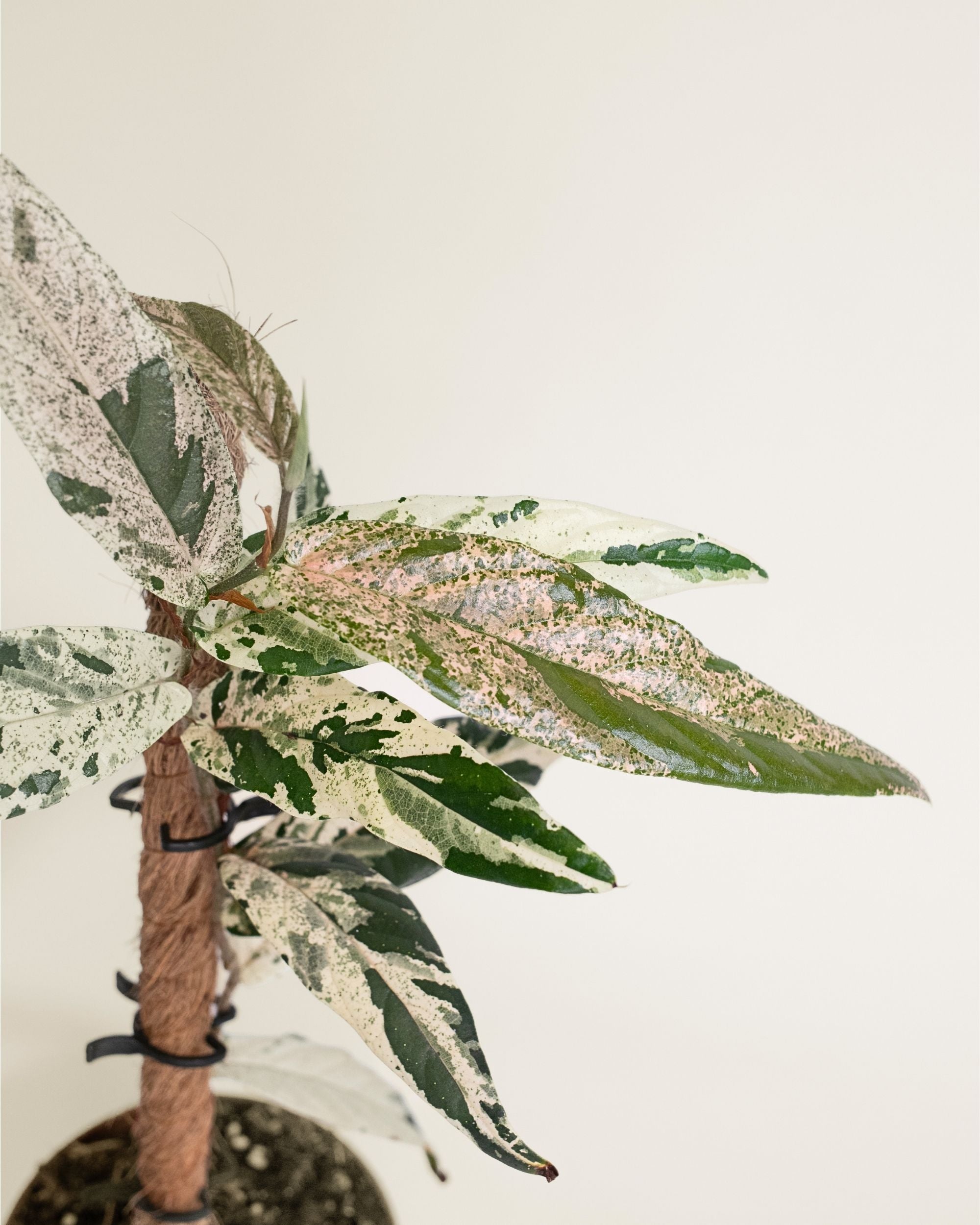 Ficus Sagittata Variegata