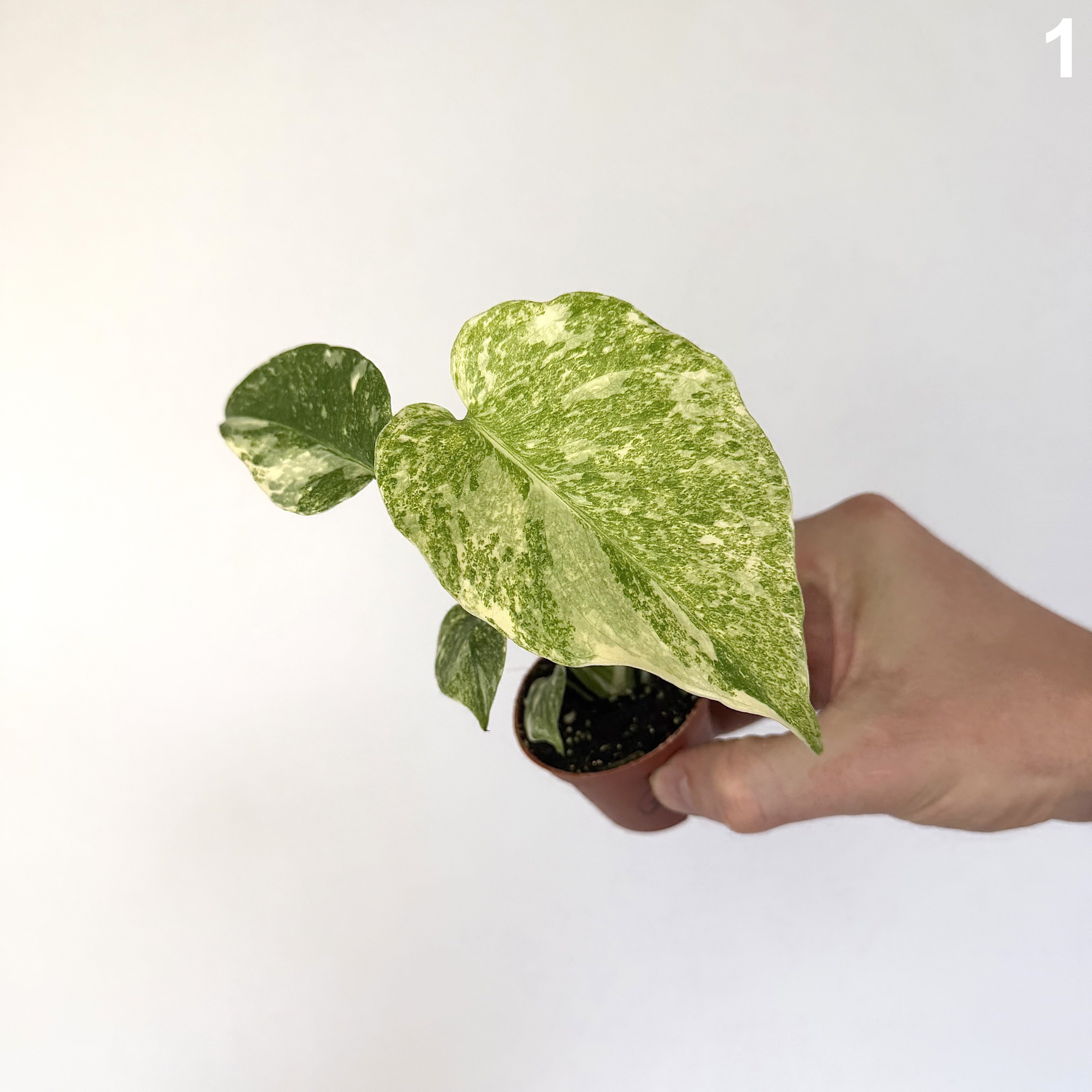 Monstera Deliciosa Green Snow WW
