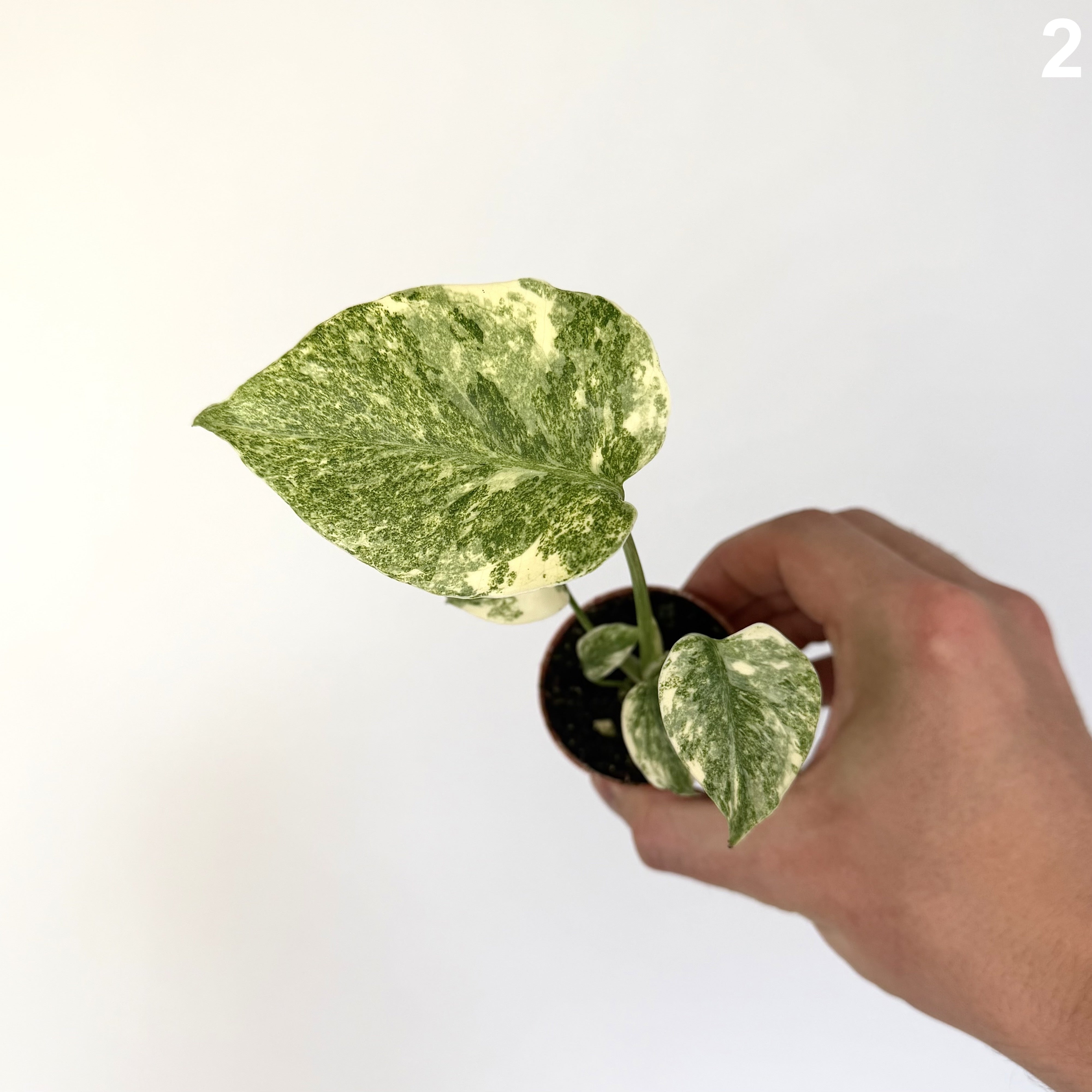 Monstera Deliciosa Green Snow WW