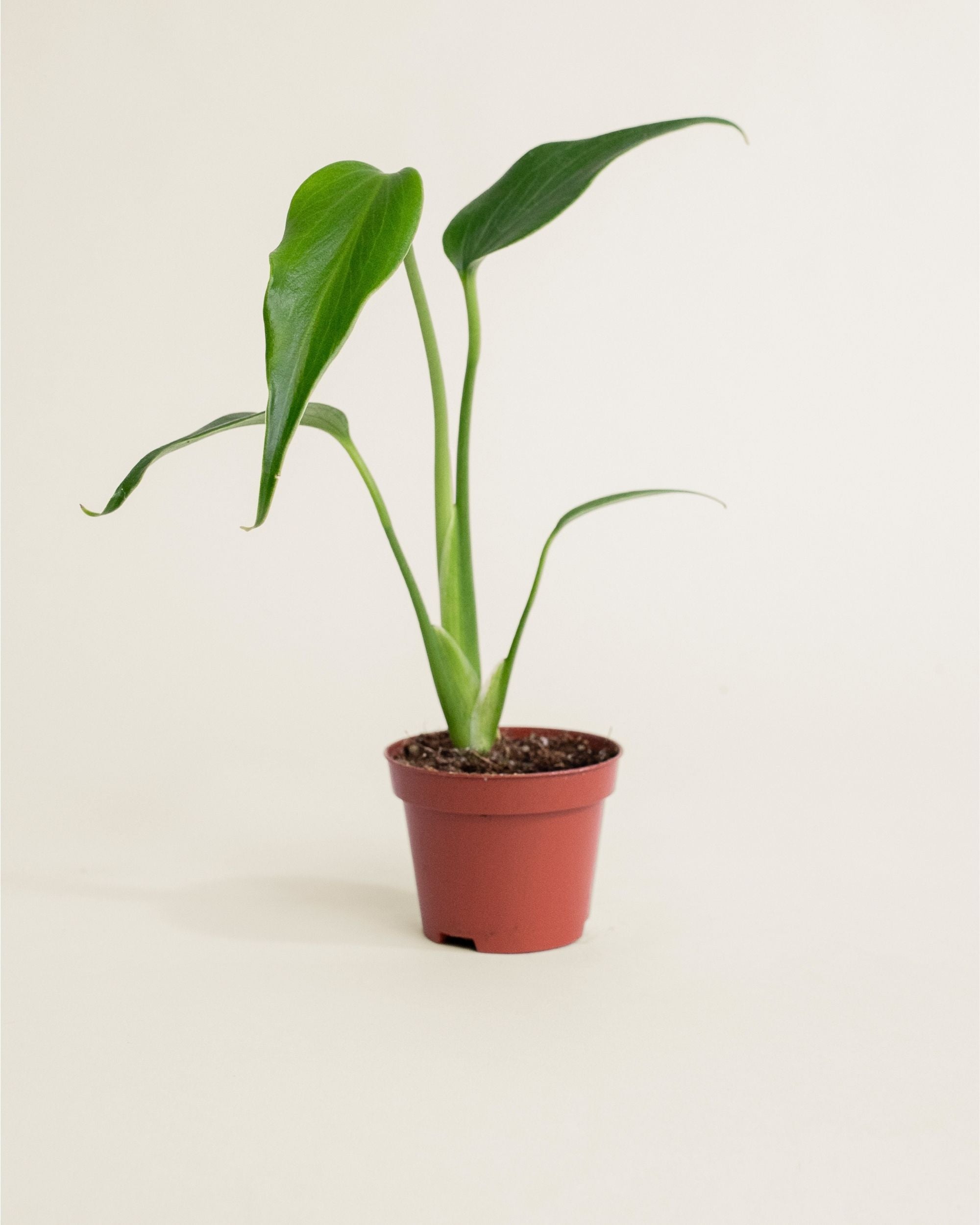 Monstera Burle Marx Flame
