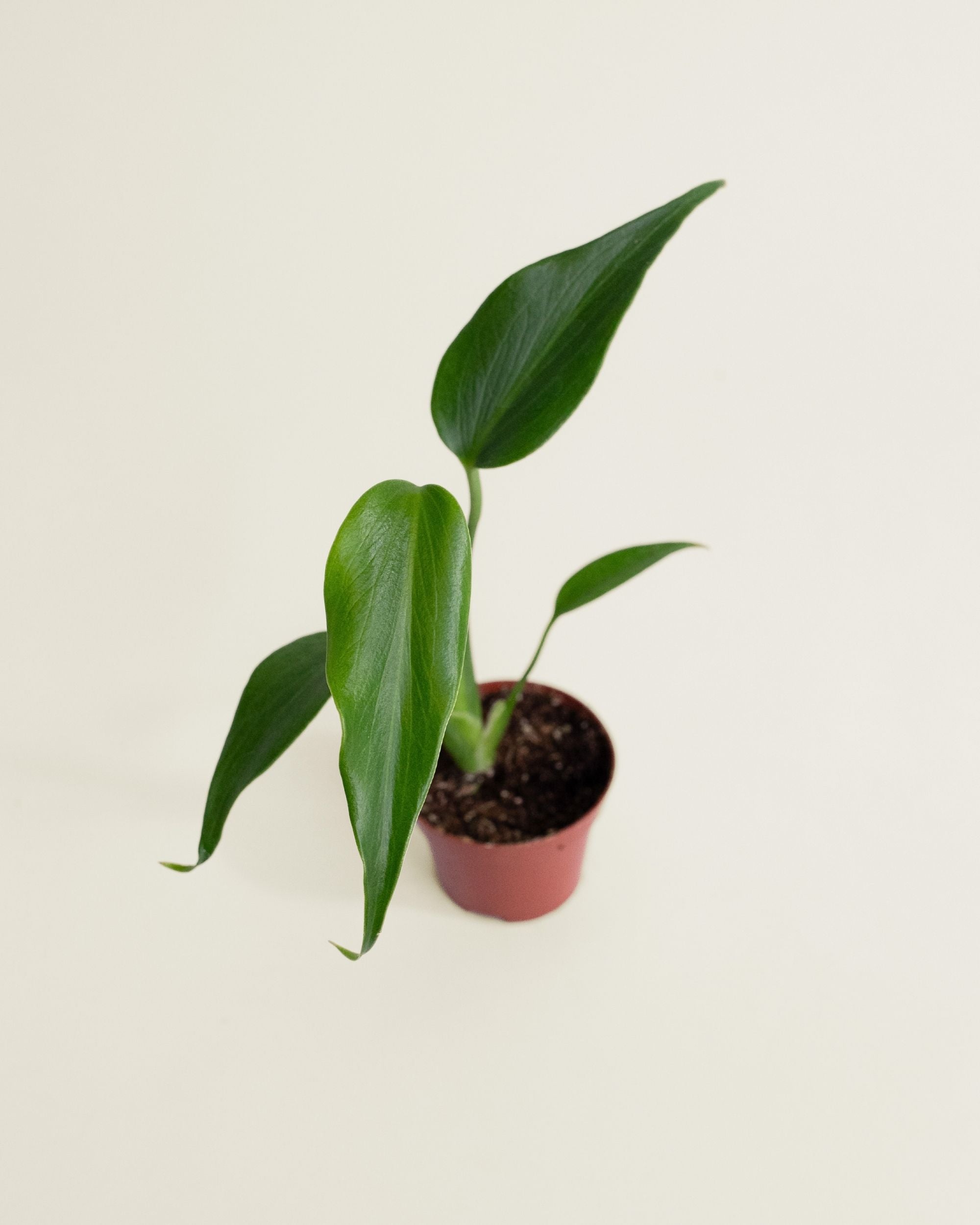 Monstera Burle Marx Flame