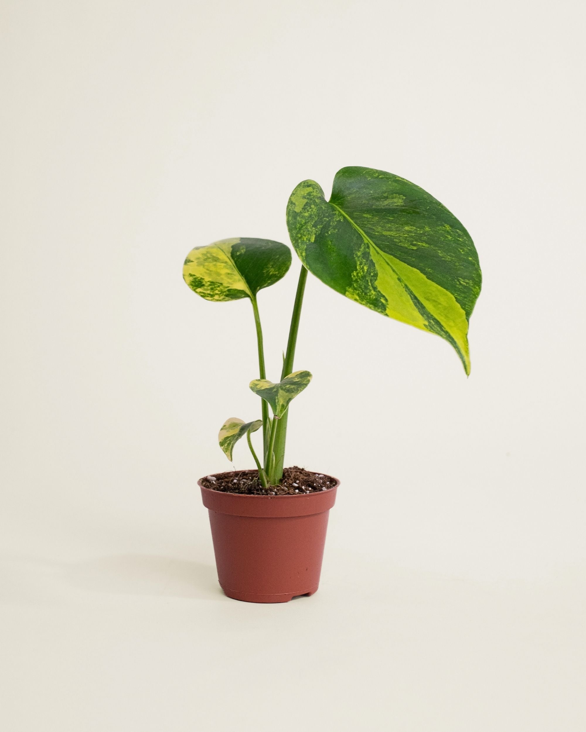 Monstera Deliciosa Aurea