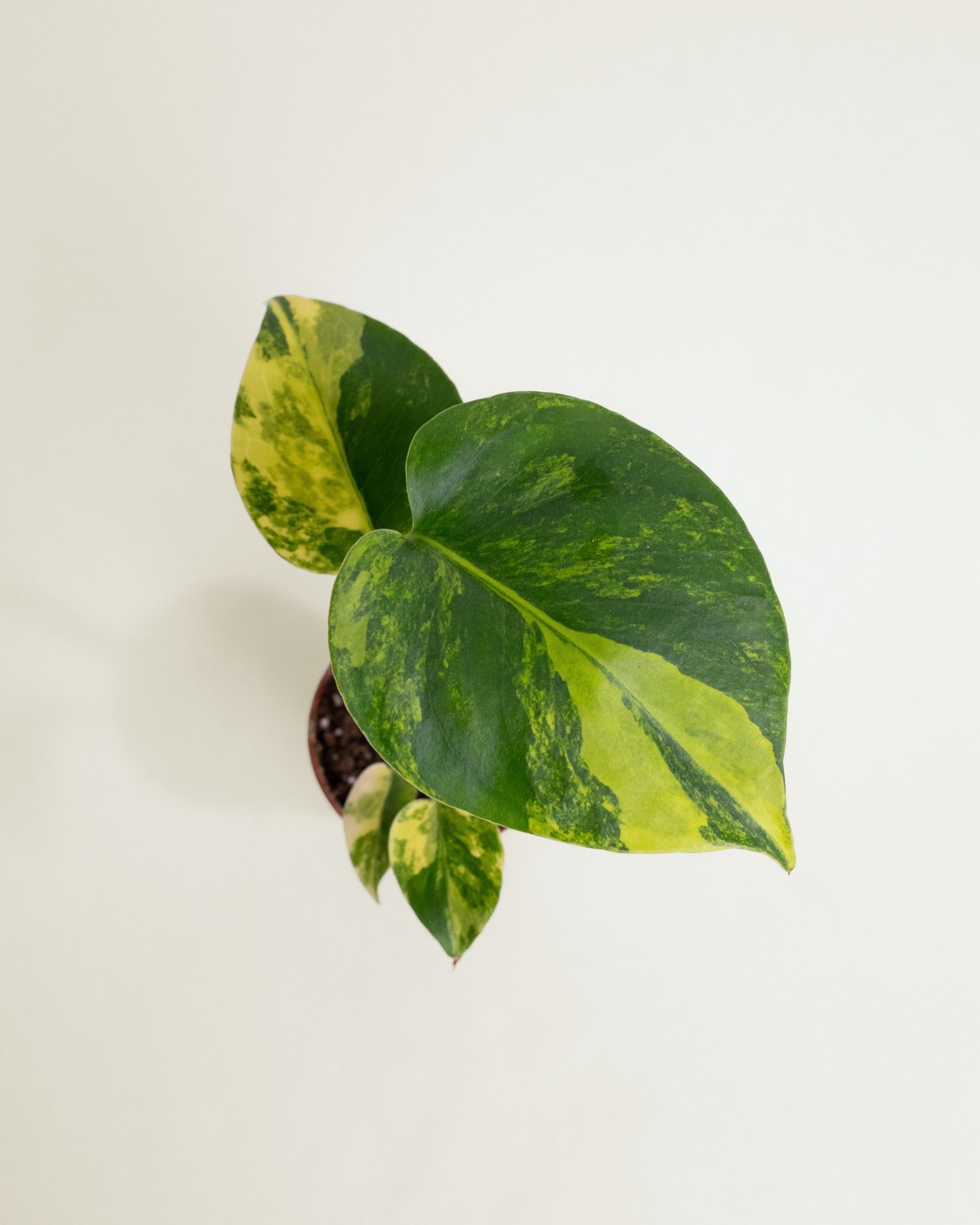 Monstera Deliciosa Aurea