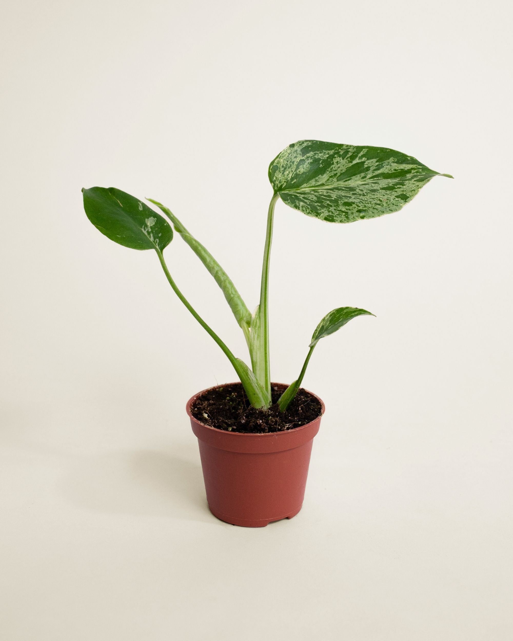 Monstera Deliciosa Bulbasaur