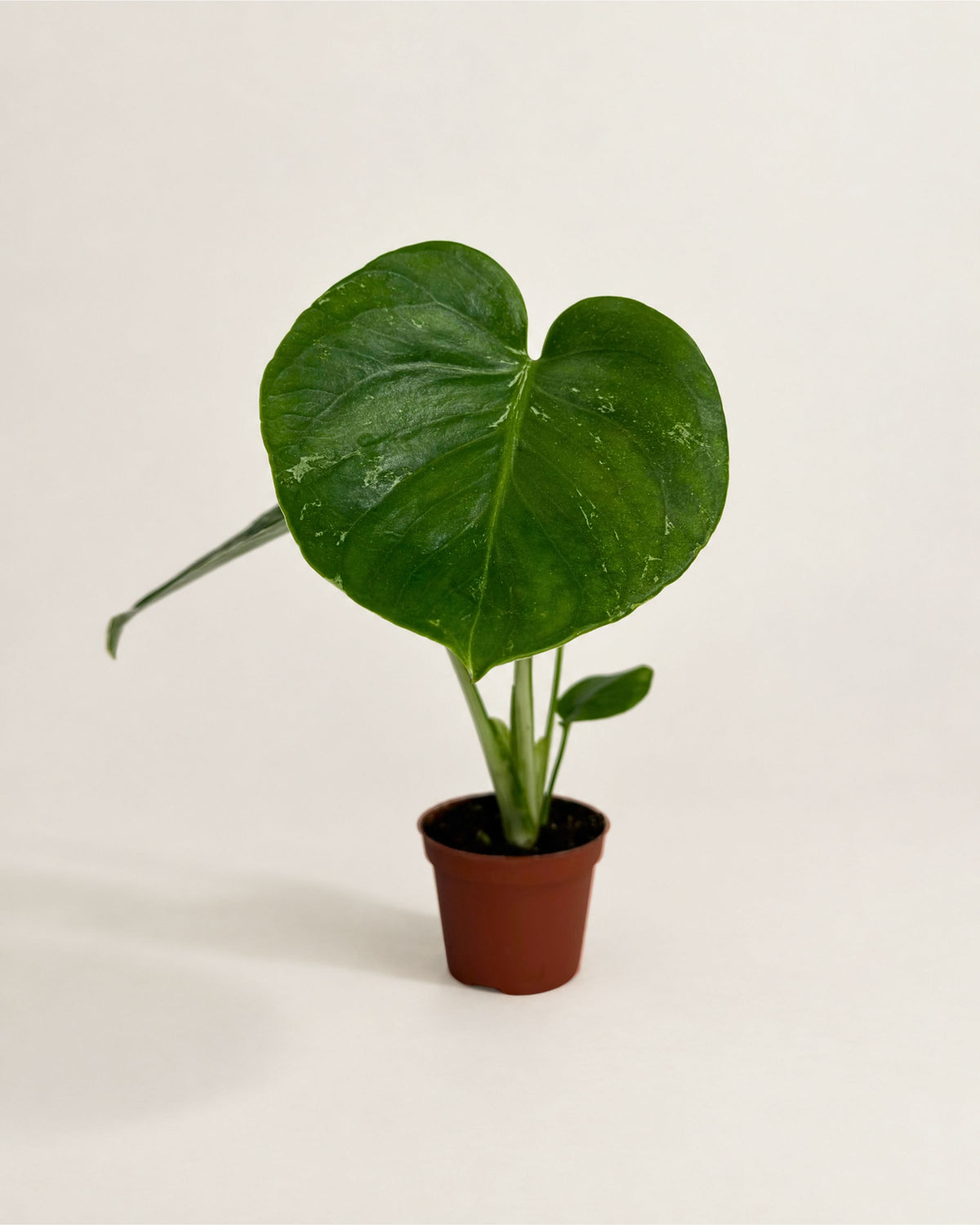 Monstera Deliciosa Bulbasaur (B-Grade)