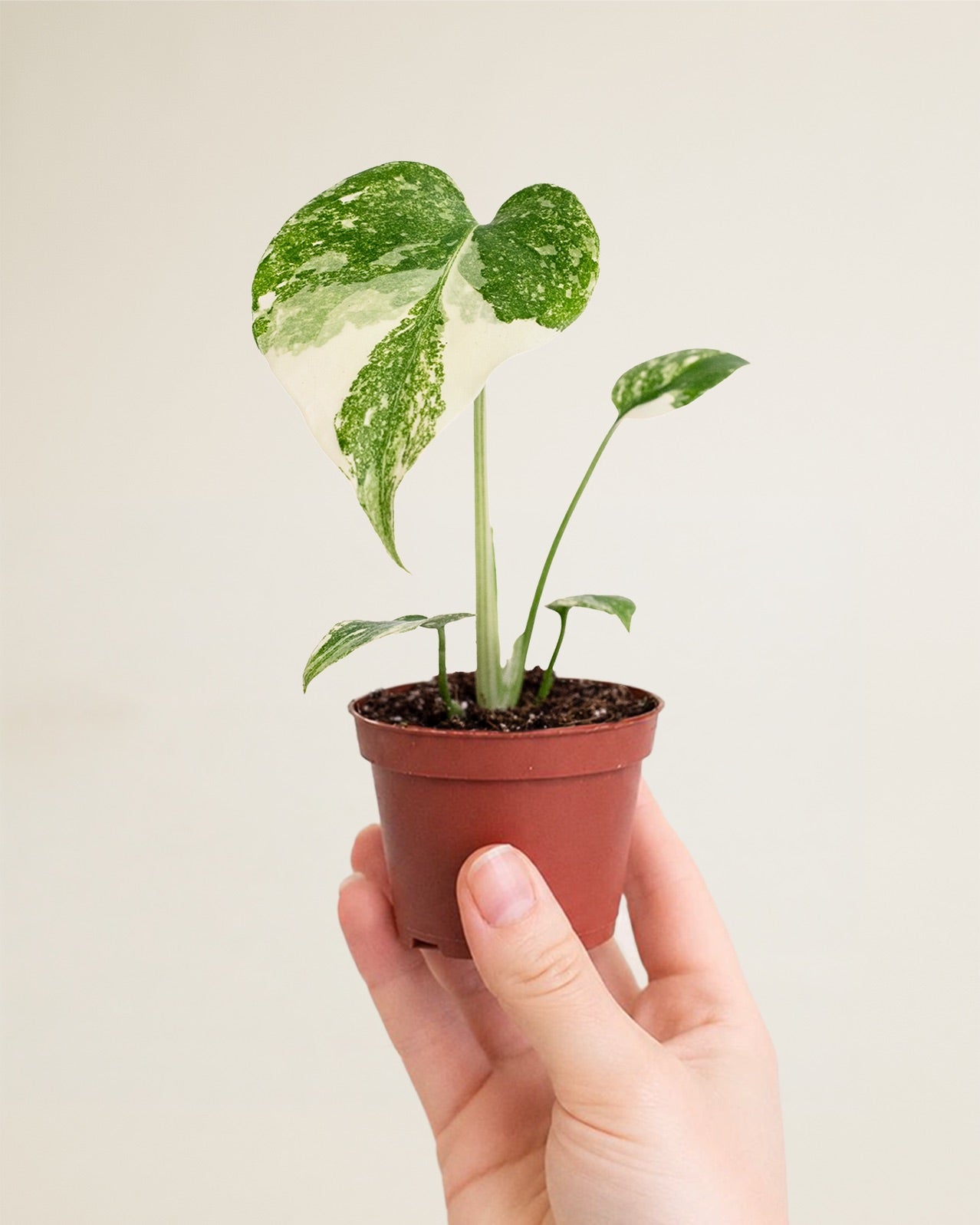 Monstera Deliciosa Crème Brûlée