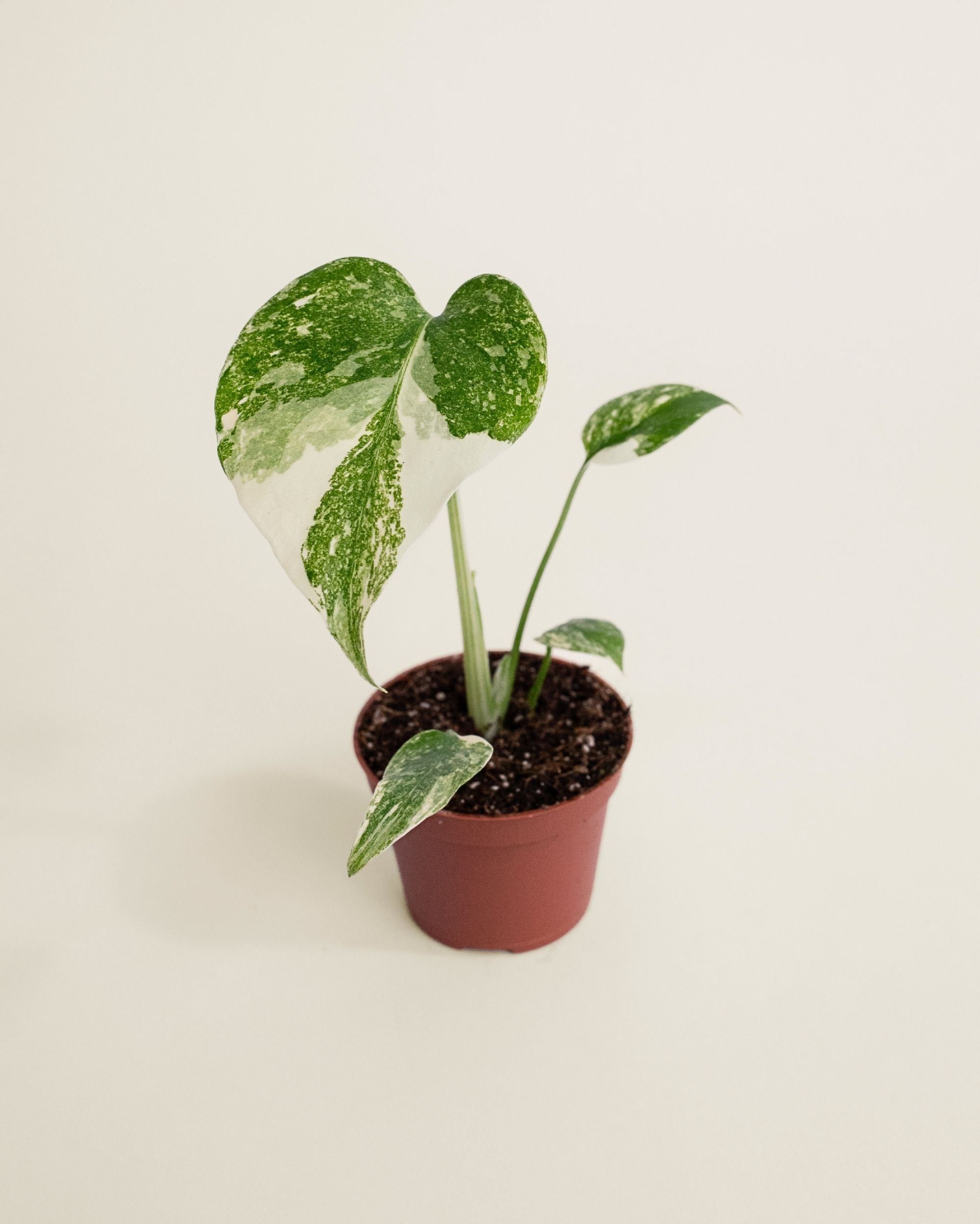 Monstera Deliciosa Crème Brûlée
