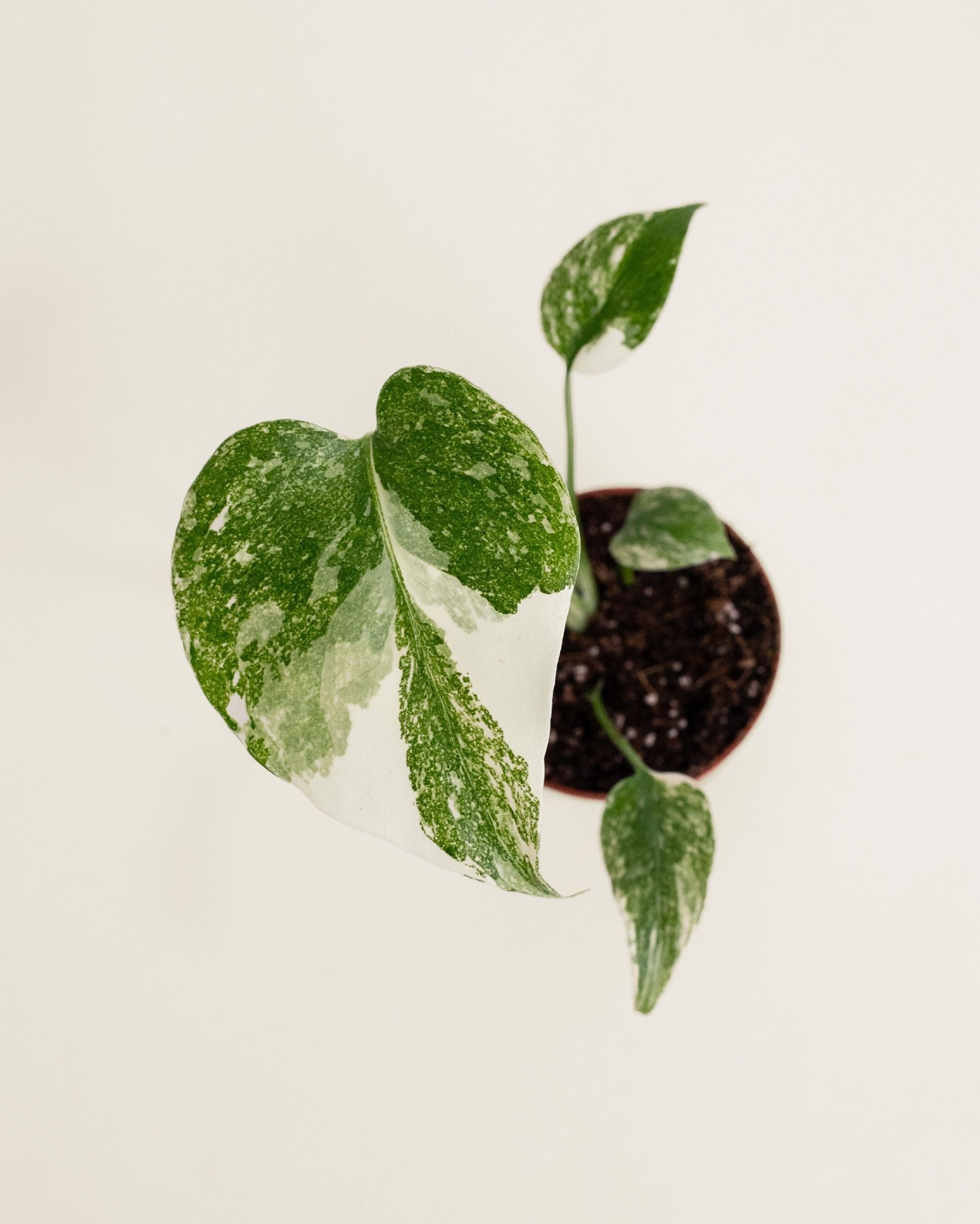 Monstera Deliciosa Crème Brûlée