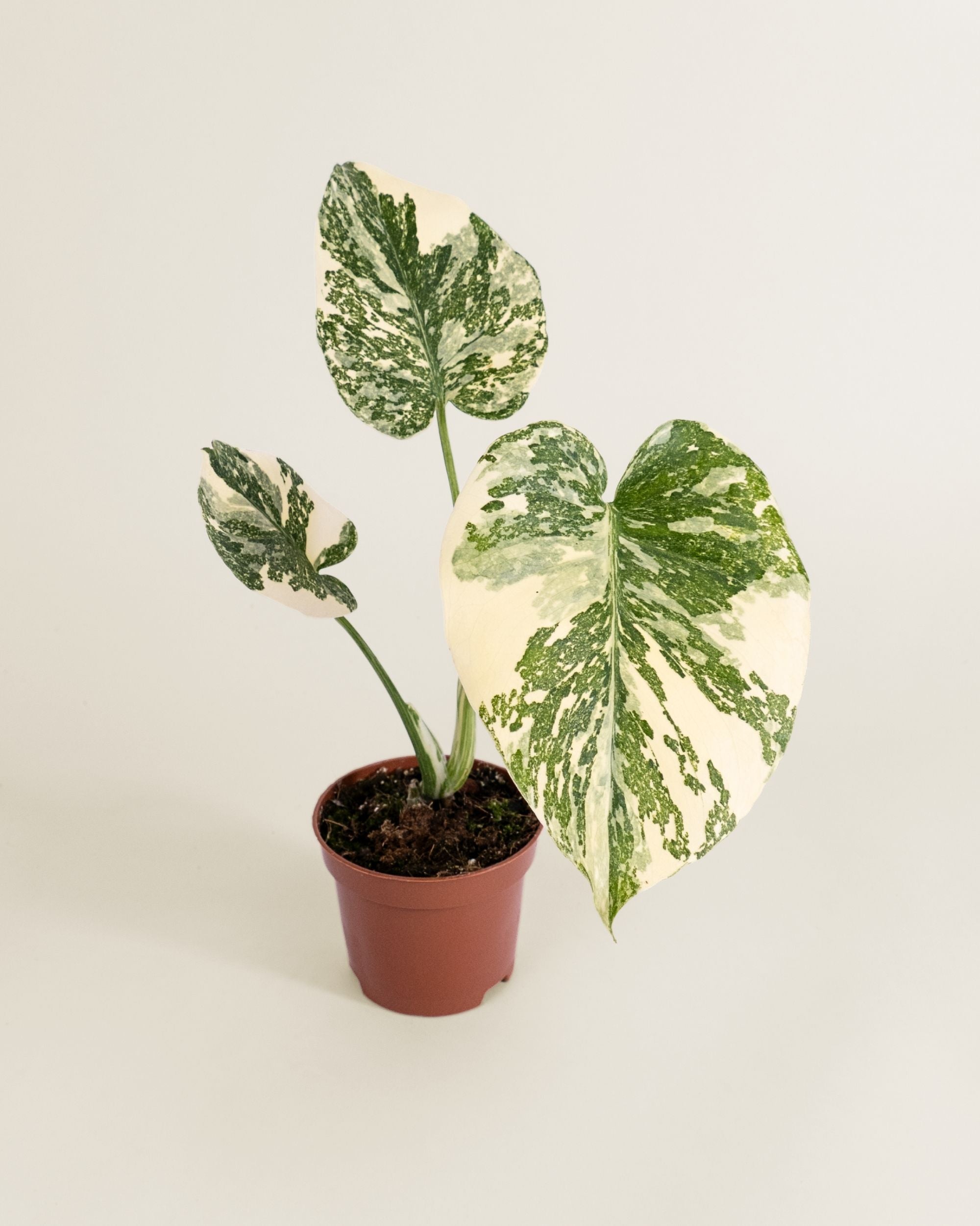 Monstera Deliciosa Crème Brûlée