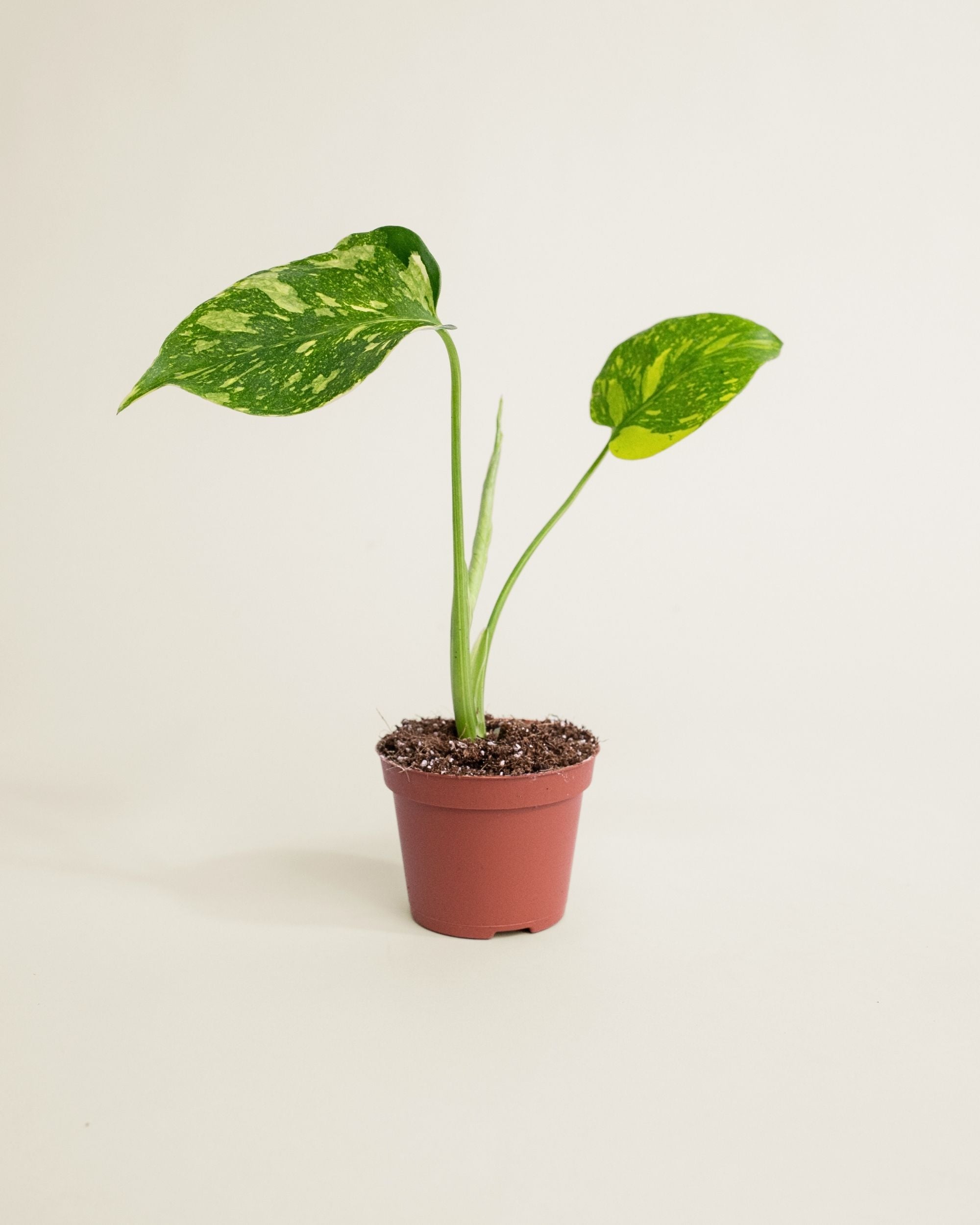 Monstera Deliciosa Electrolyte