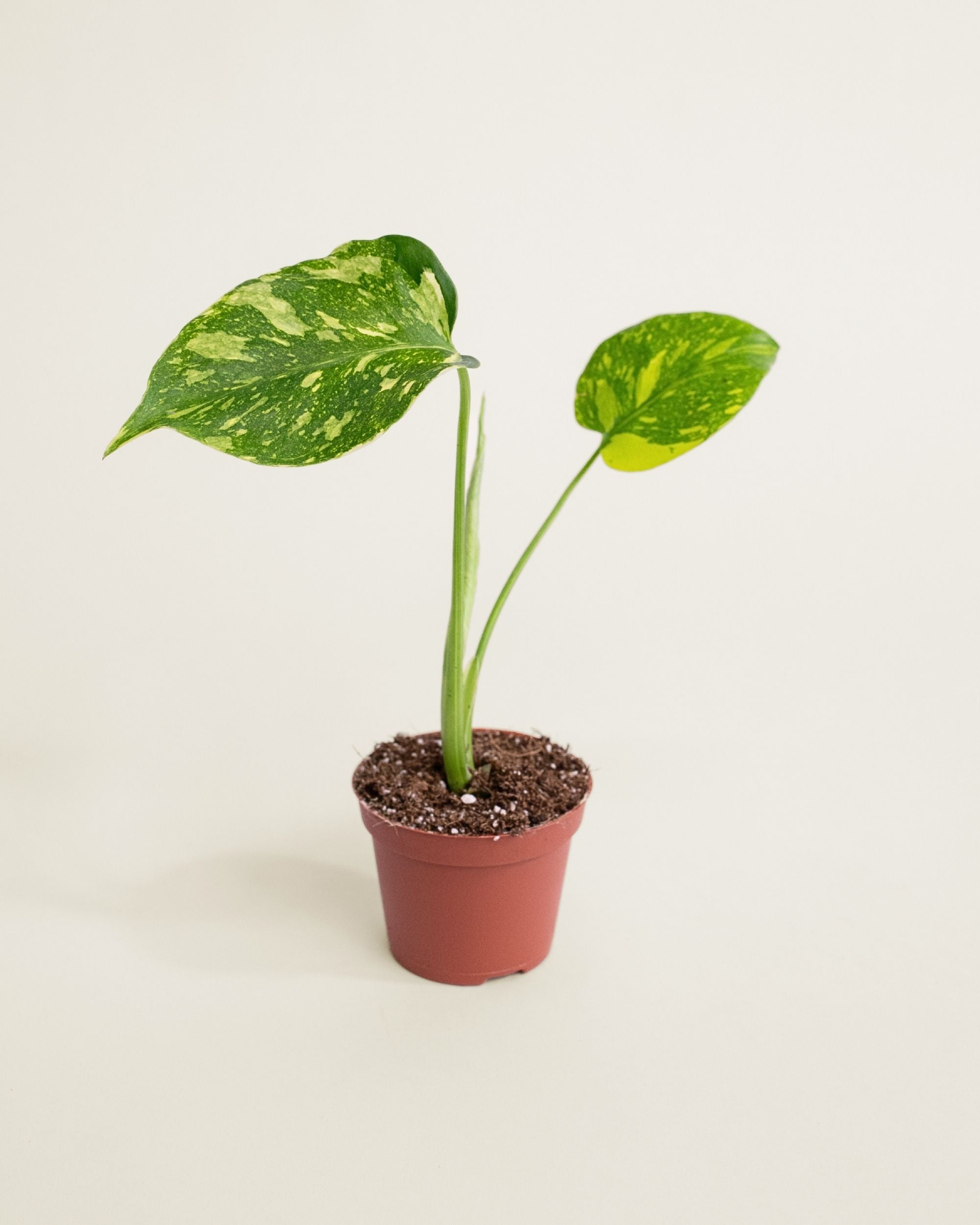 Monstera Deliciosa Electrolyte