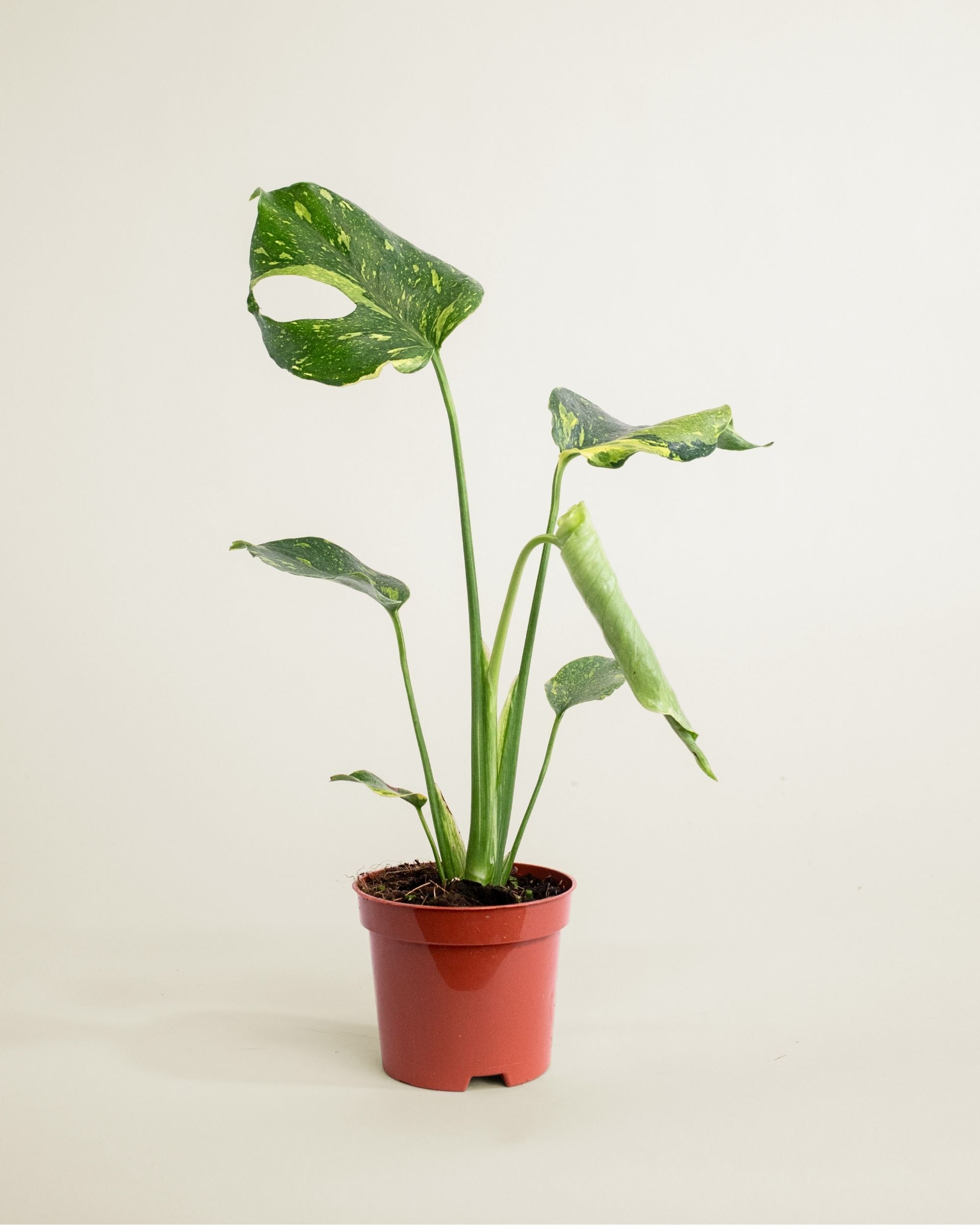 Monstera Deliciosa Electrolyte