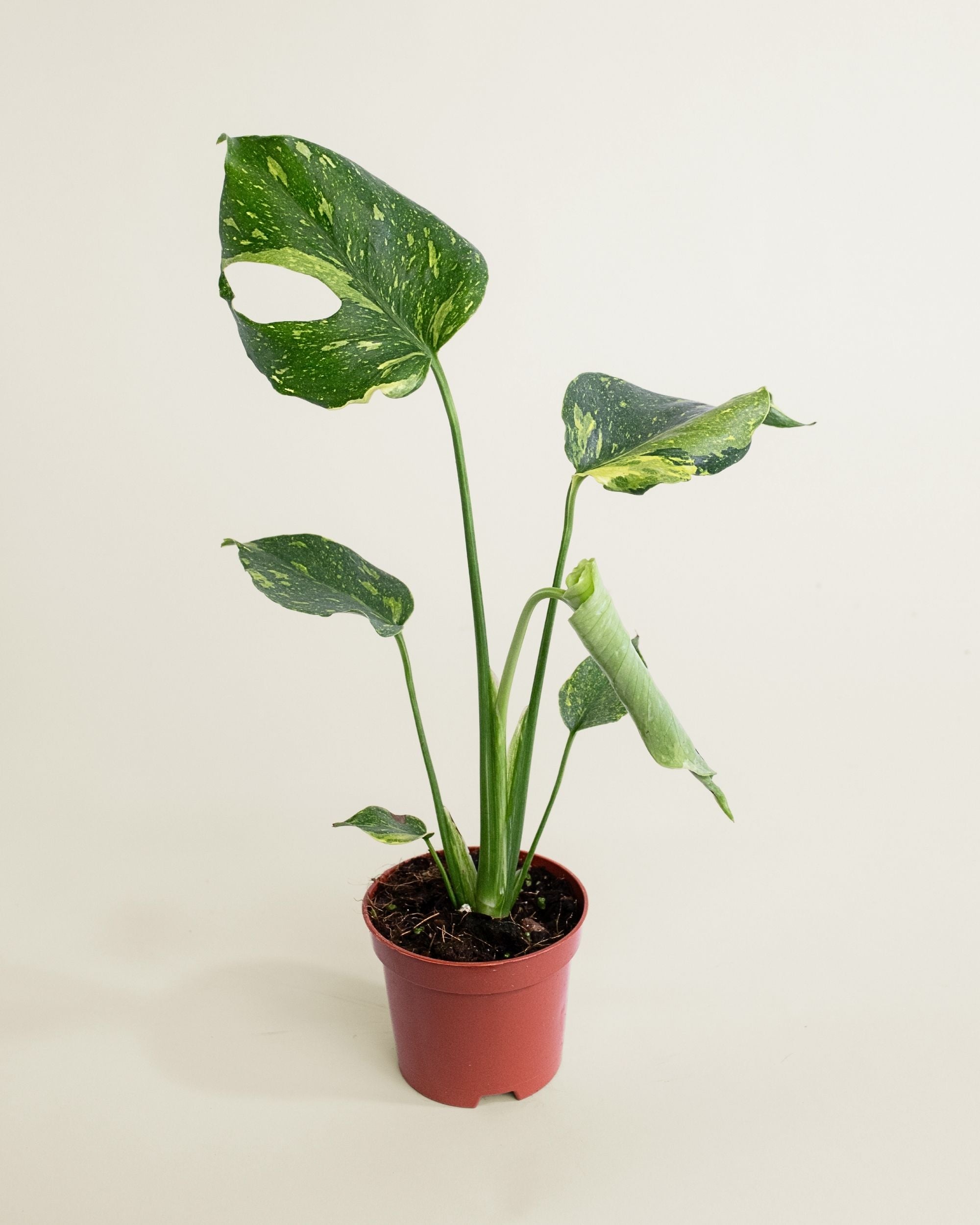 Monstera Deliciosa Electrolyte