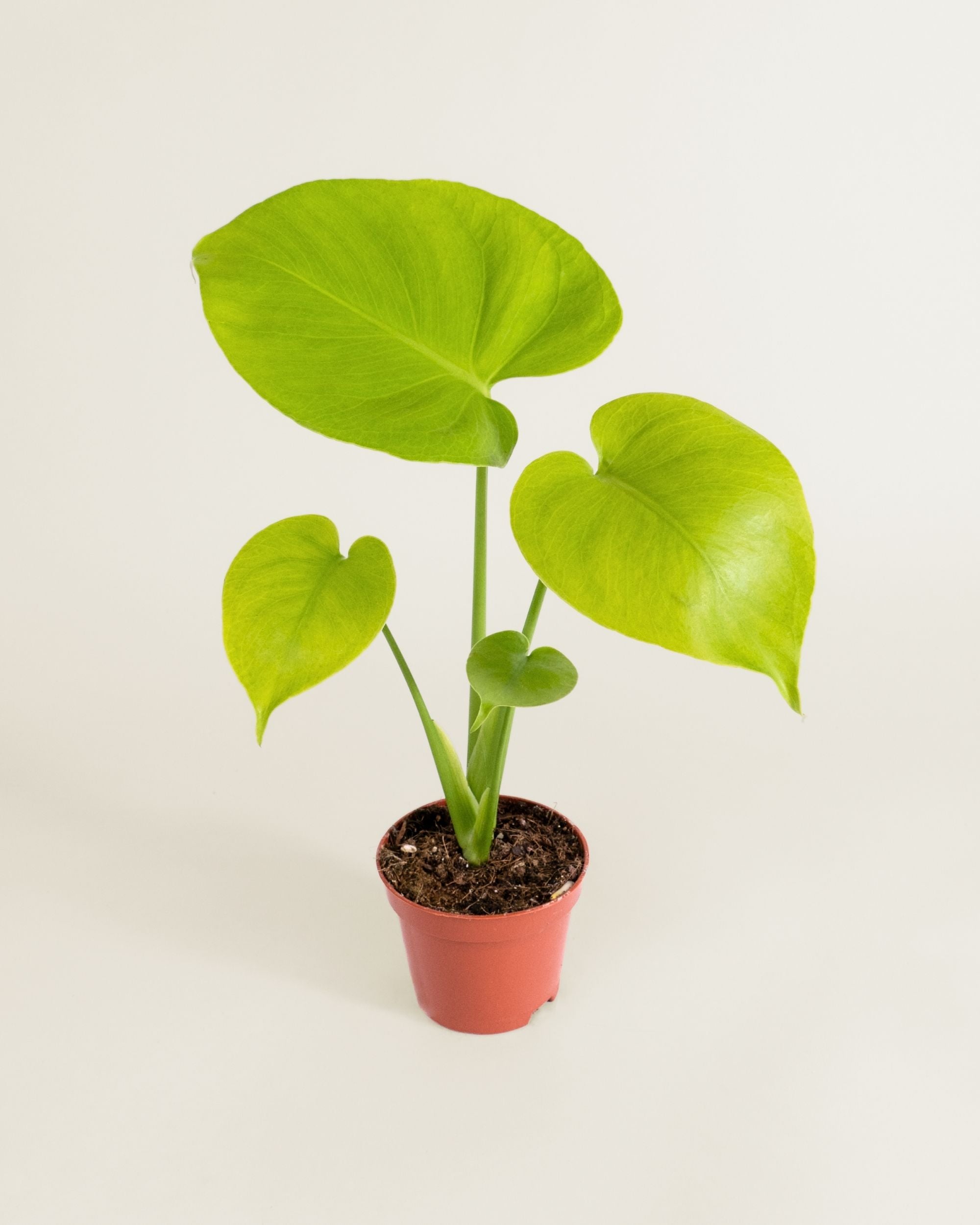 Monstera Deliciosa Golden