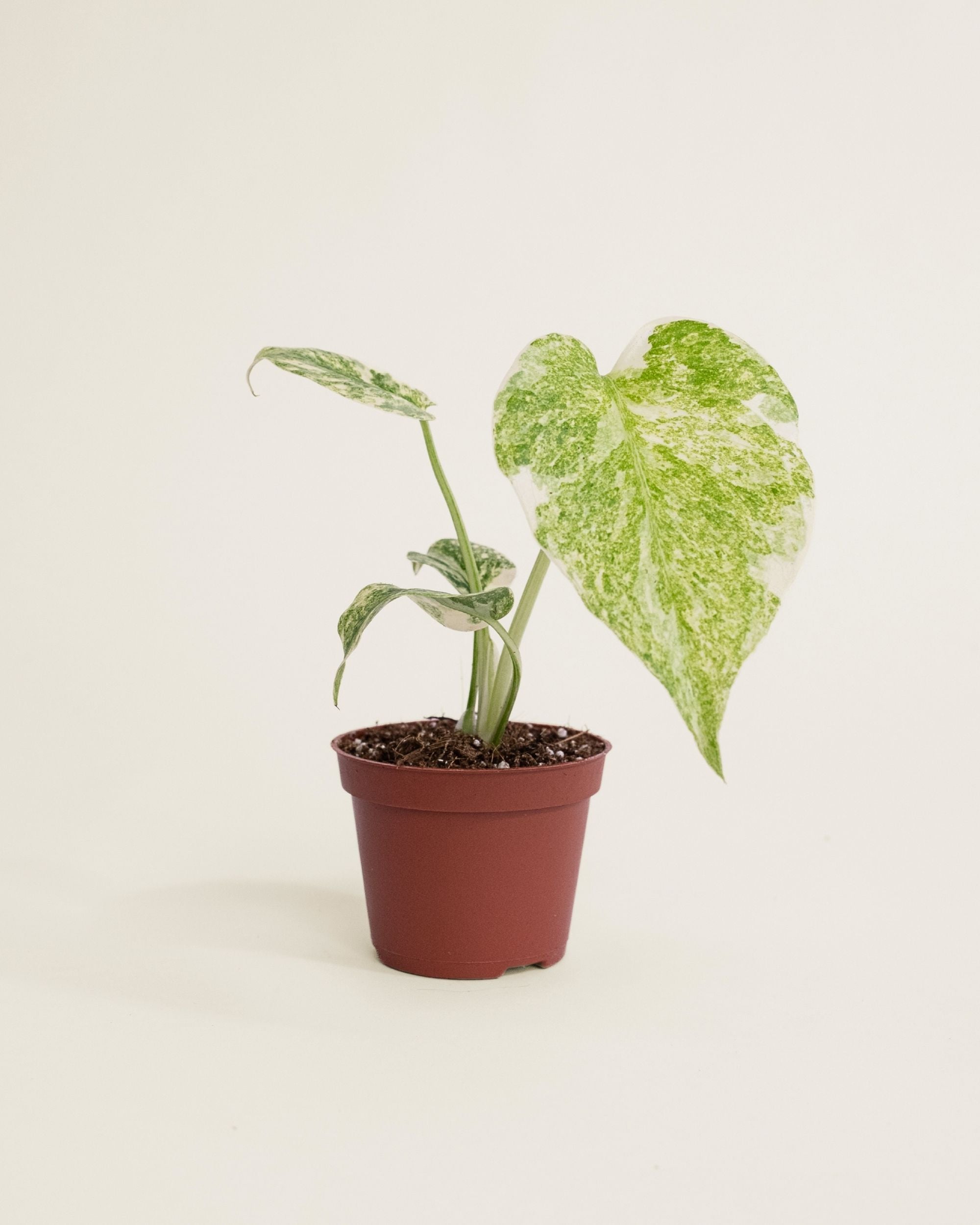 Monstera Deliciosa Green Snow