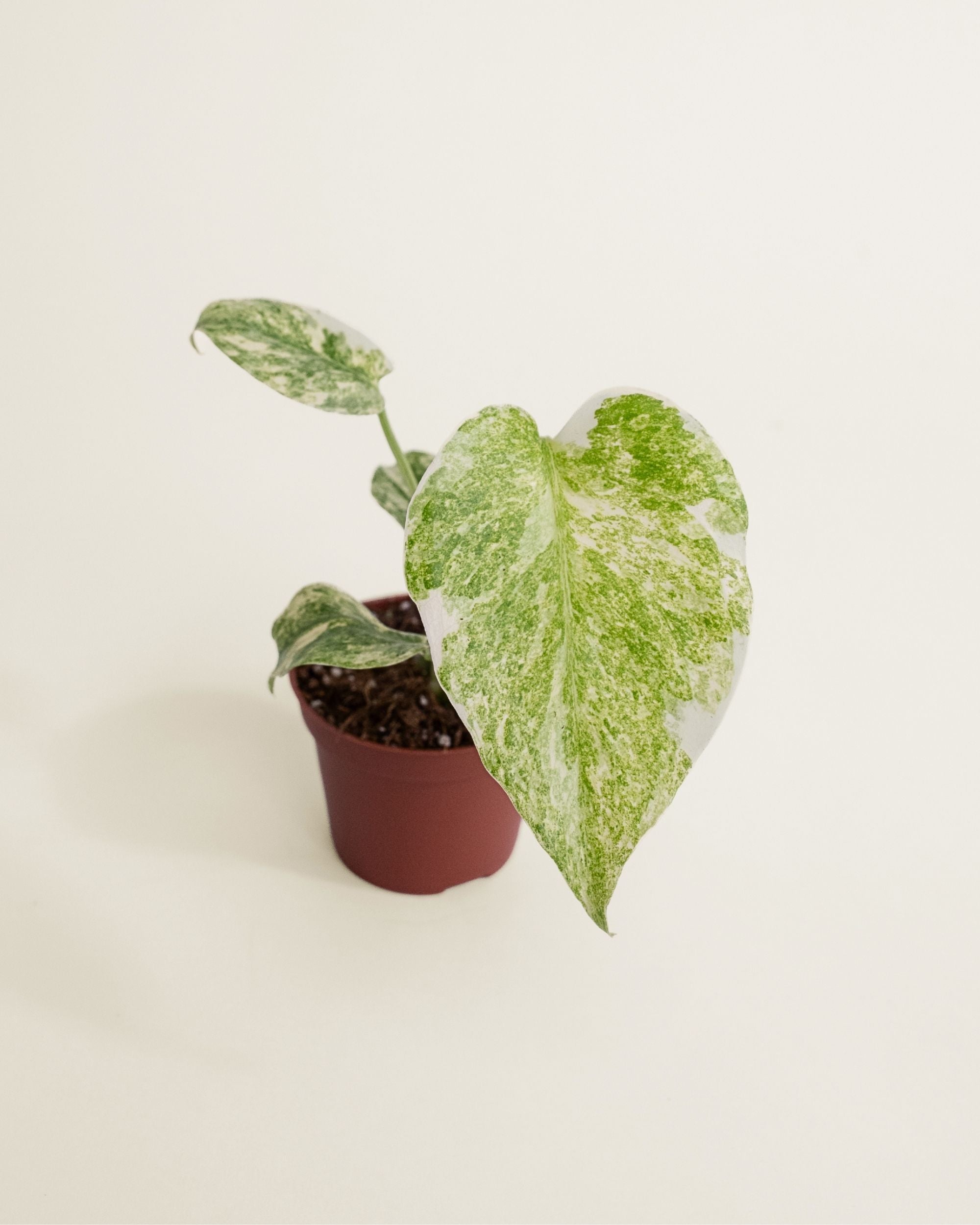 Monstera Deliciosa Green Snow