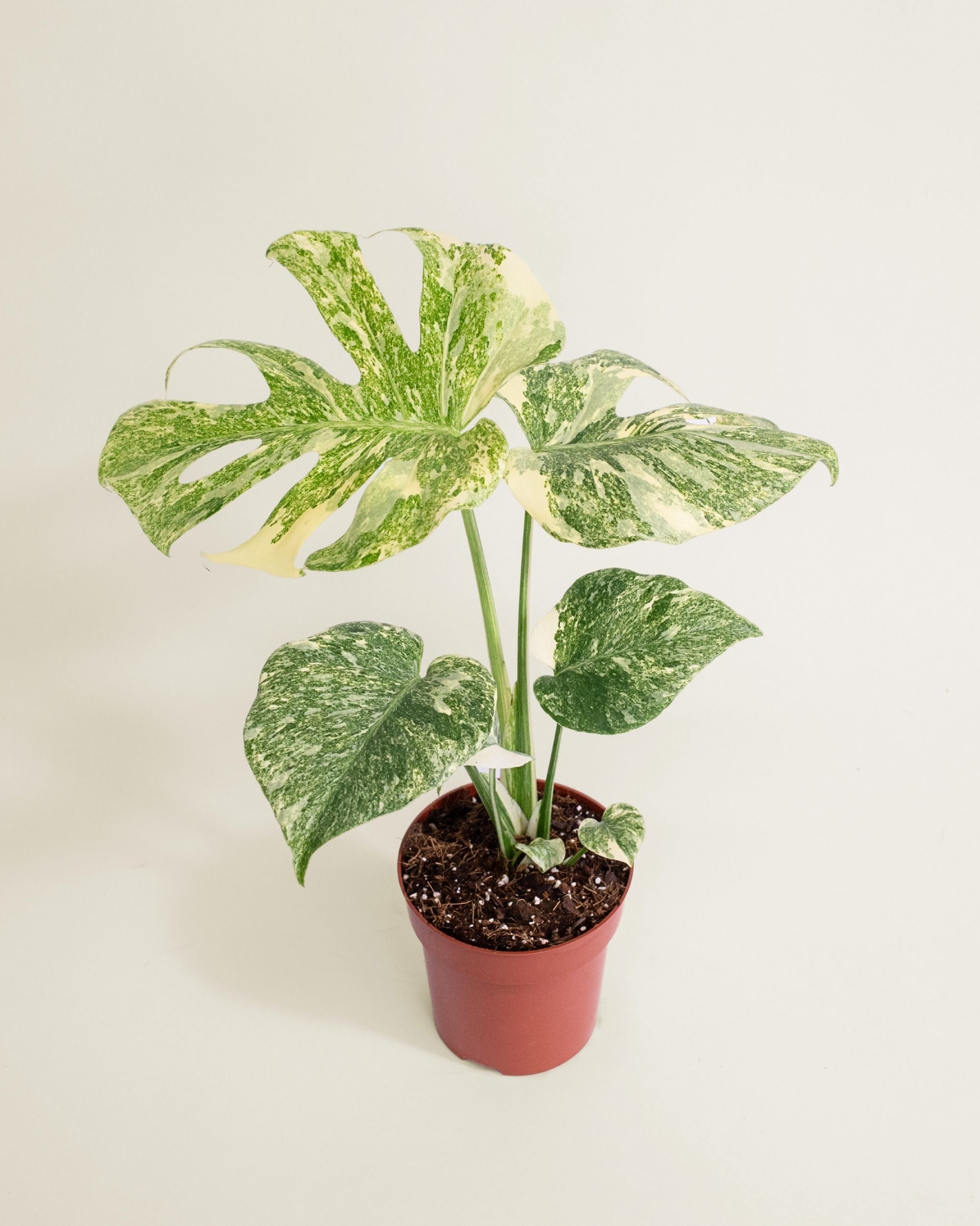 Monstera Deliciosa Green Snow