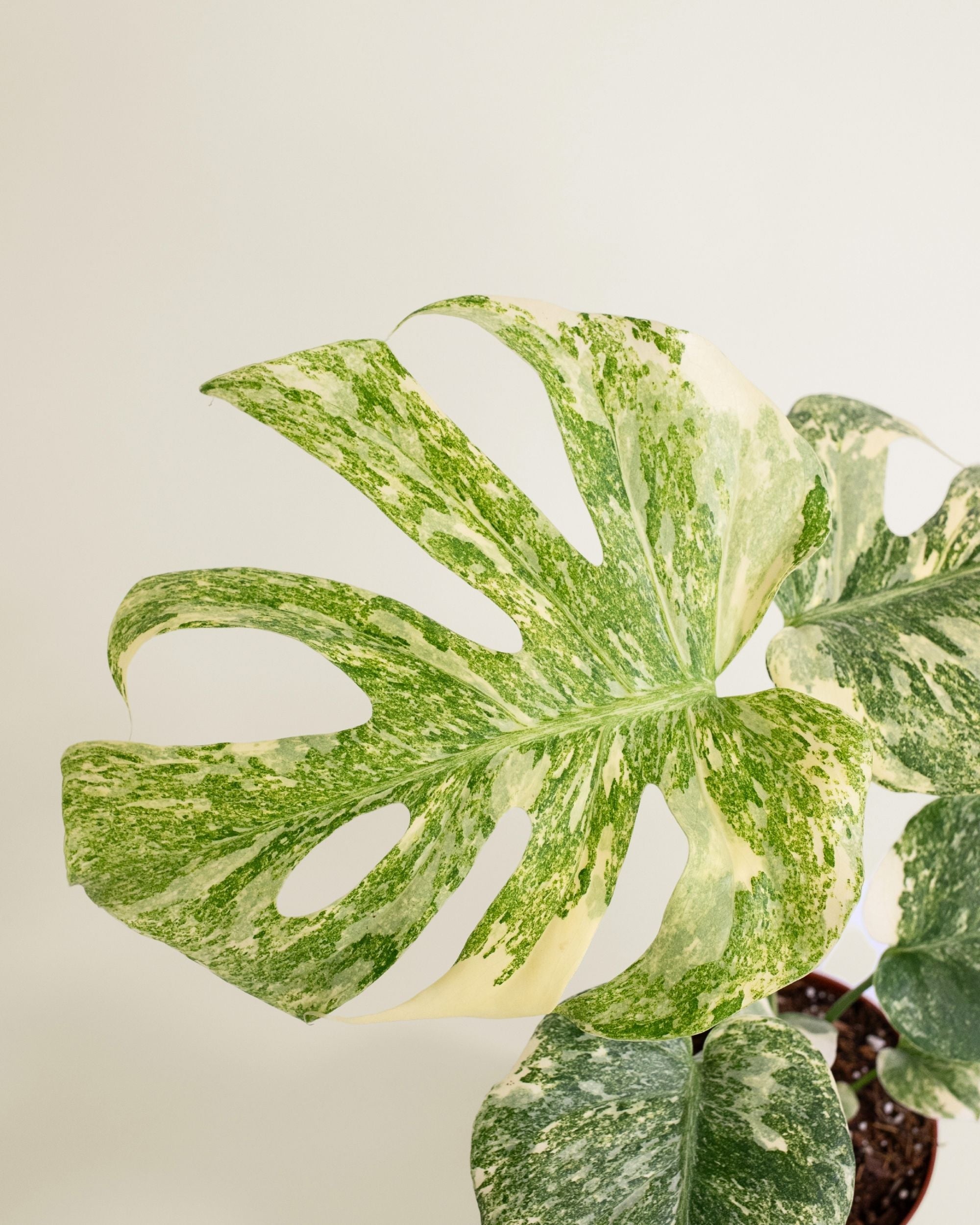 Monstera Deliciosa Green Snow