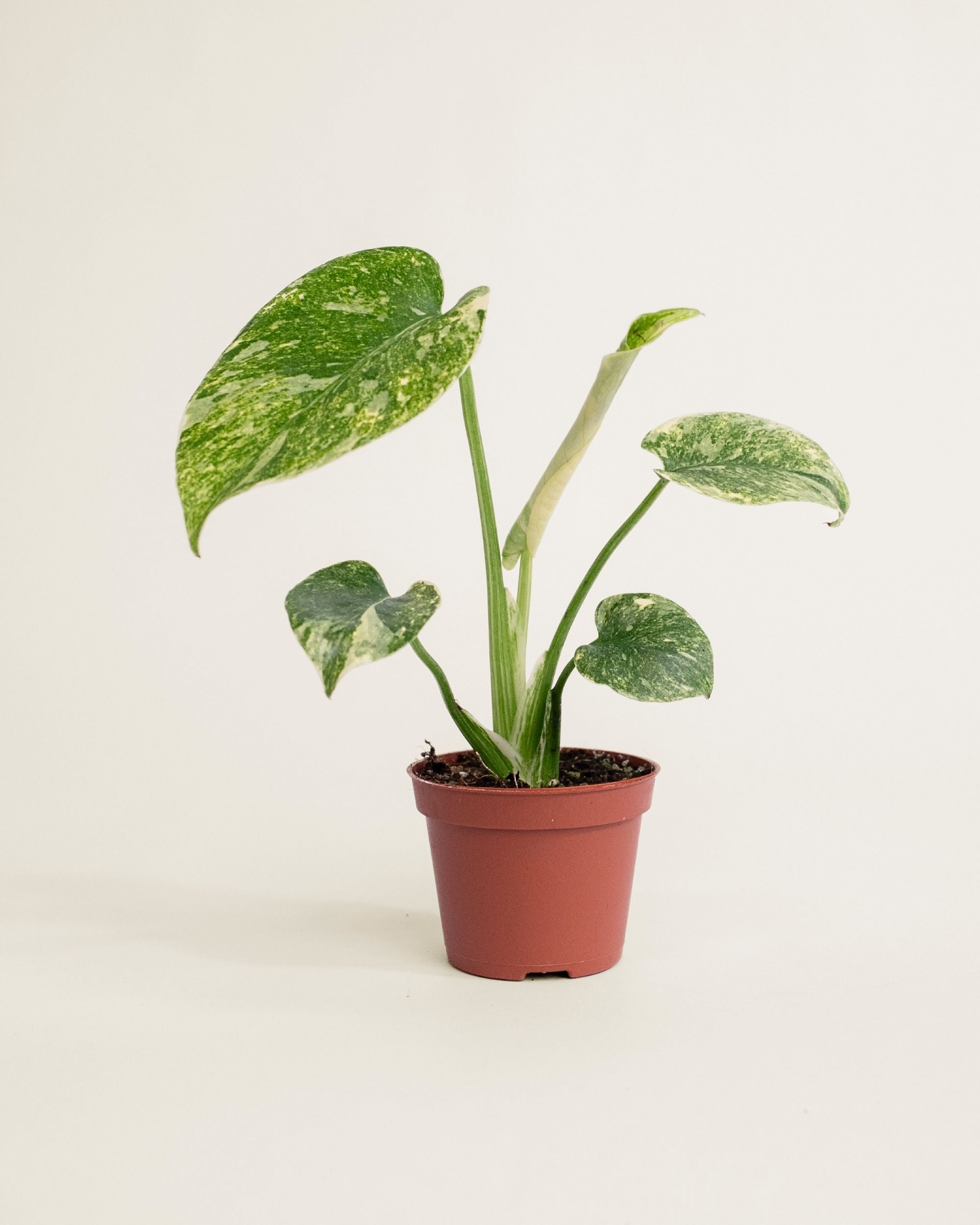Monstera Deliciosa Legacy