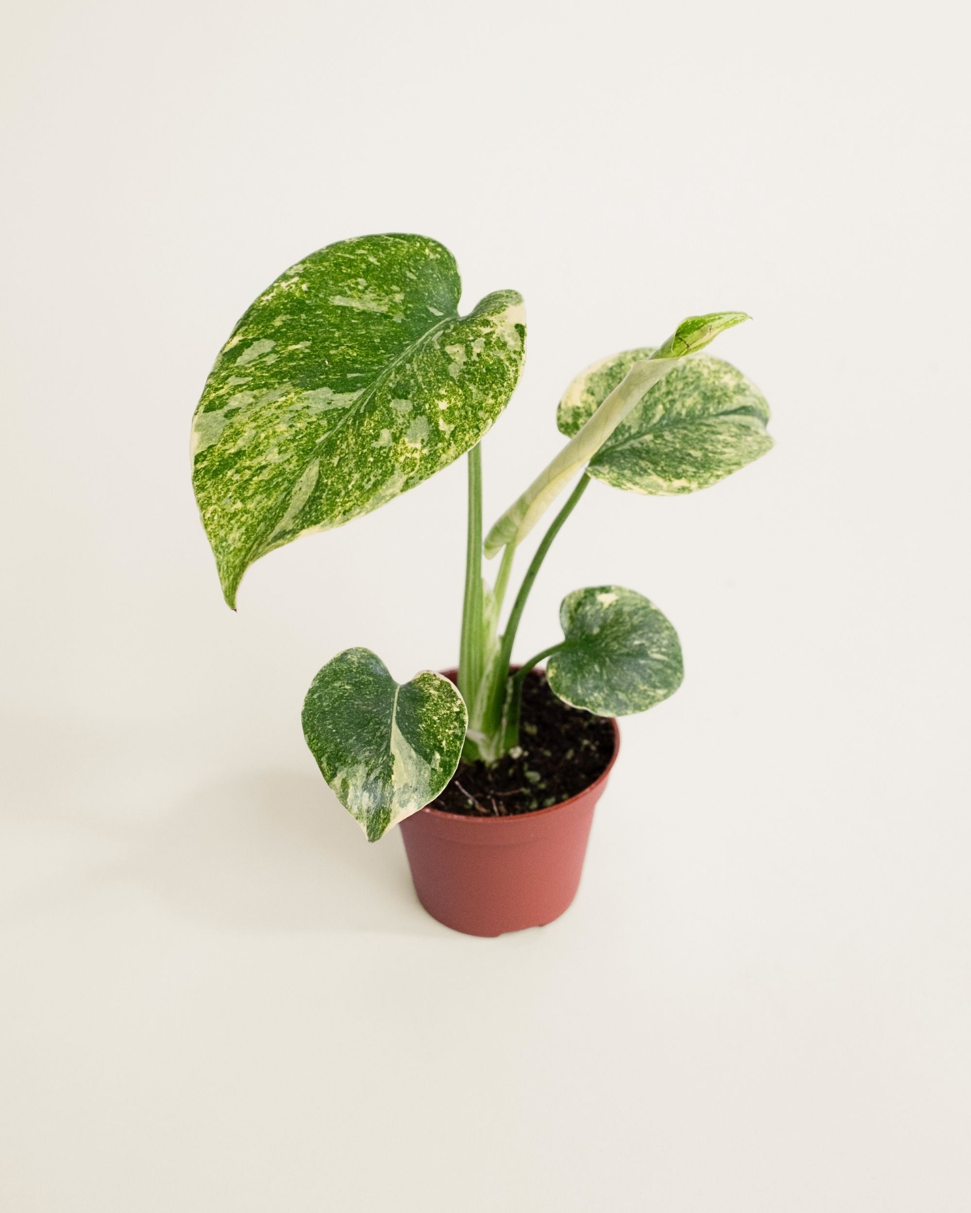 Monstera Deliciosa Legacy