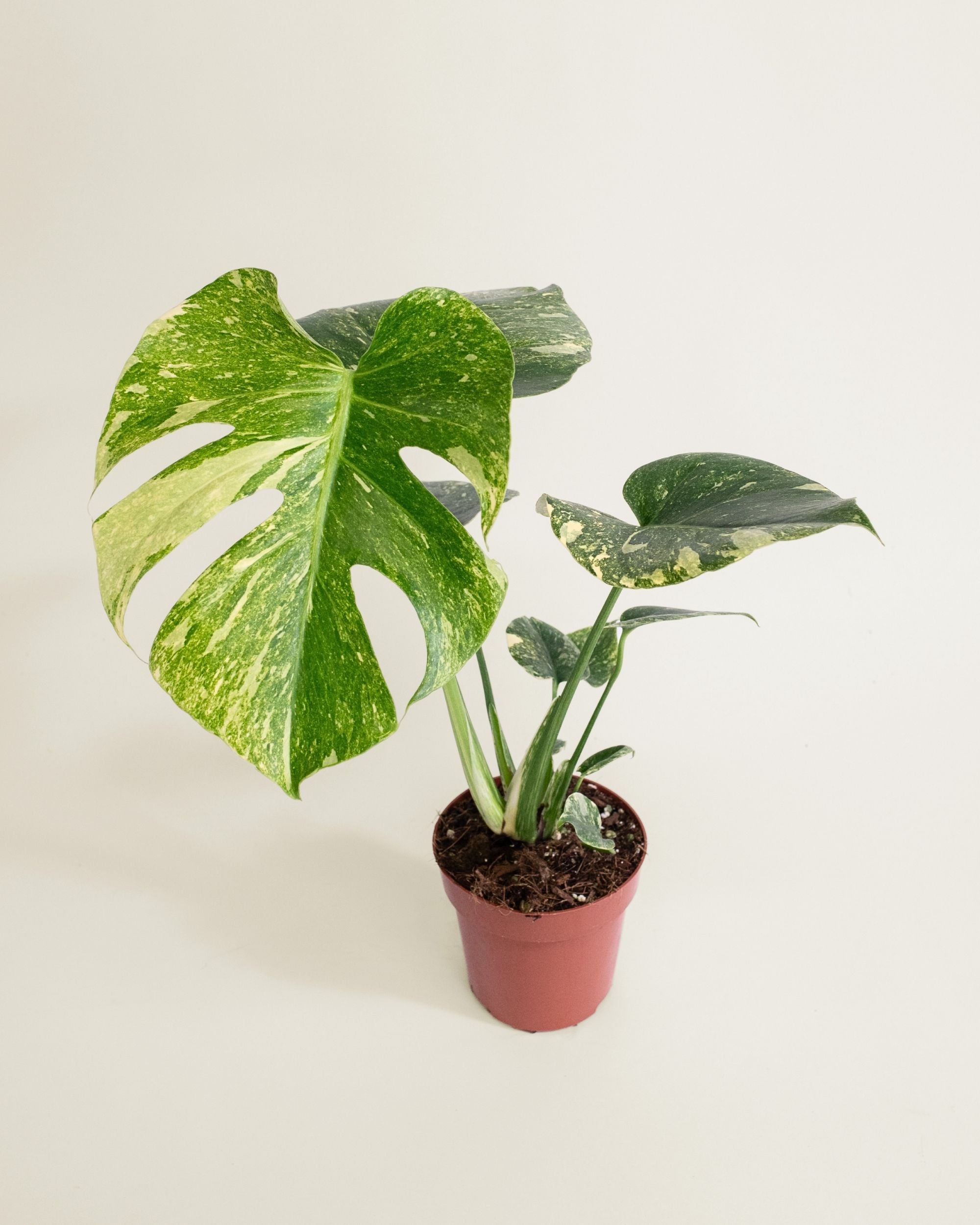 Monstera Deliciosa Legacy
